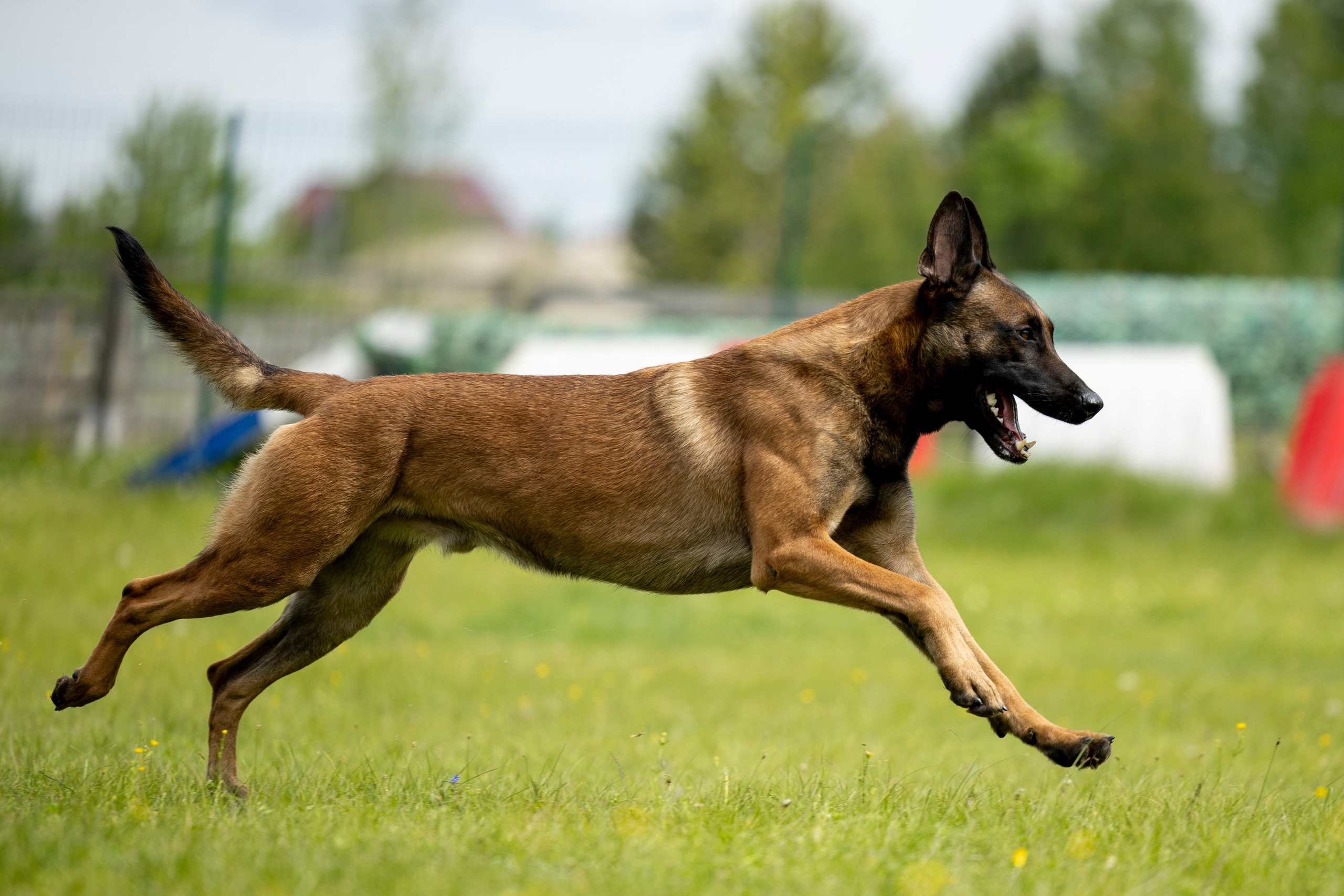 Испытания по мондьорингу в Нижнем Новгороде. Фотограф-анималист Анна Маринич