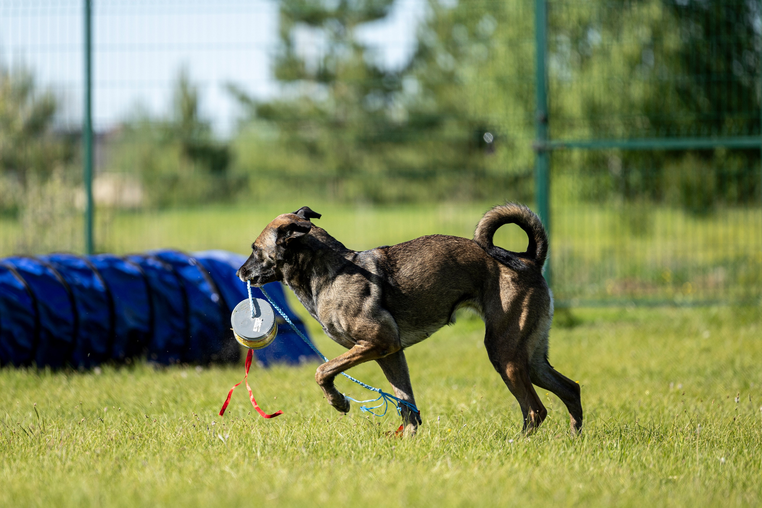 Испытания по мондьорингу в Нижнем Новгороде. Фотограф-анималист Анна Маринич