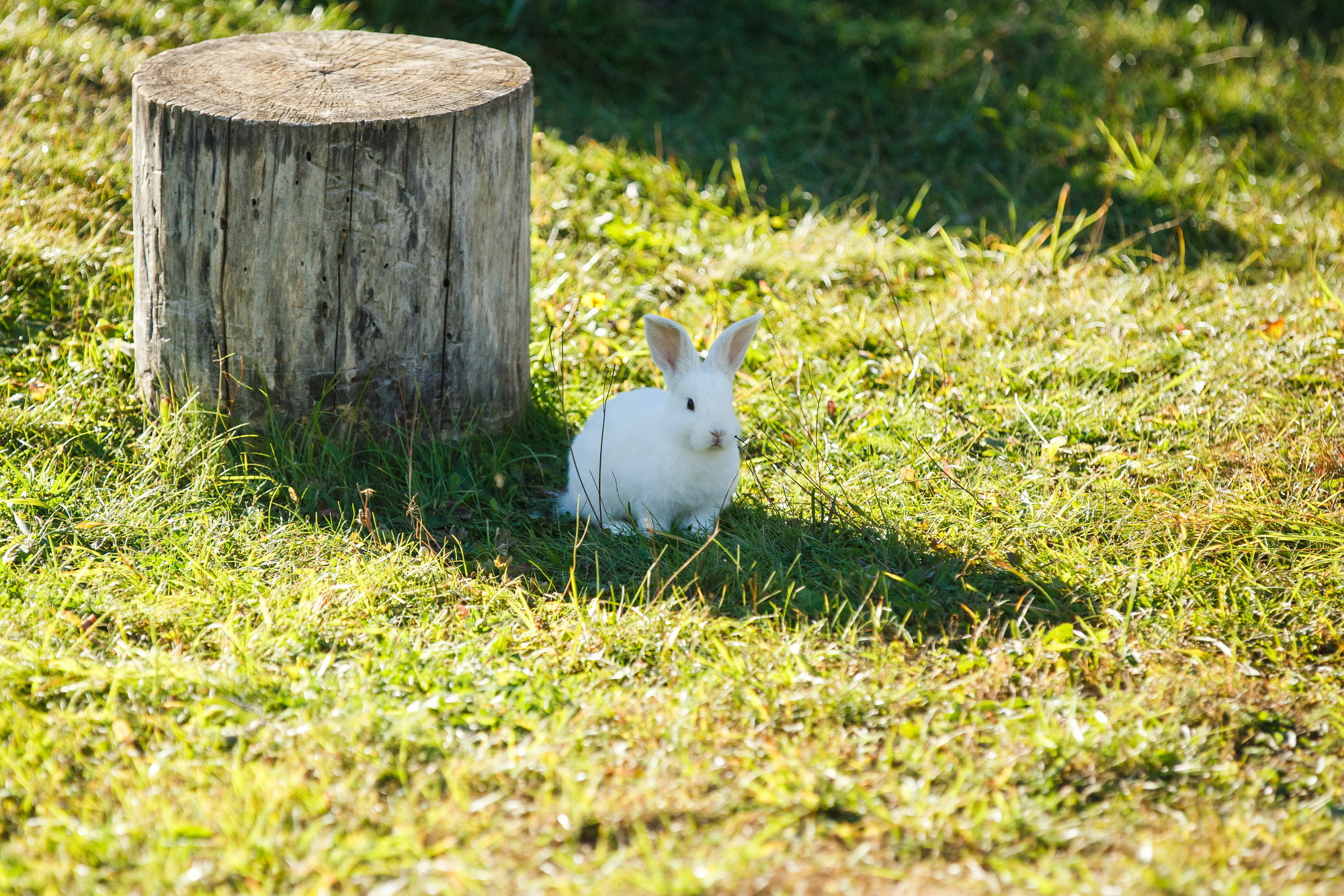 Аня и Сергей. Фотограф Иван Недорез