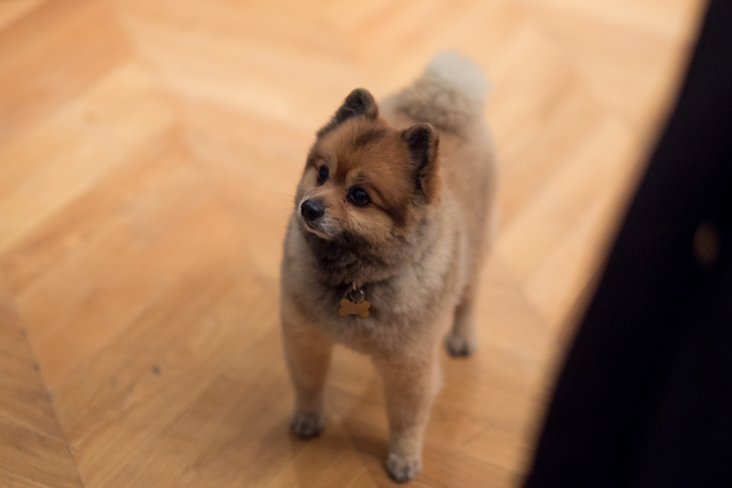 ARNGOLDT закрытый показ в салоне de Cournay. Фотограф Иван Недорез