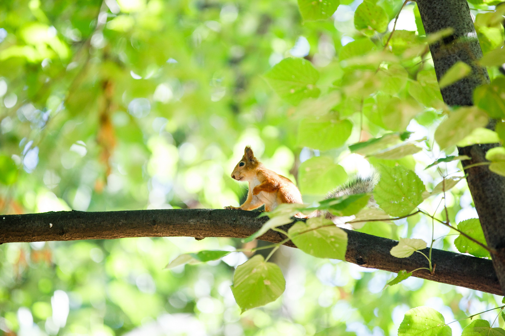 Аня и Сергей. Фотограф Иван Недорез