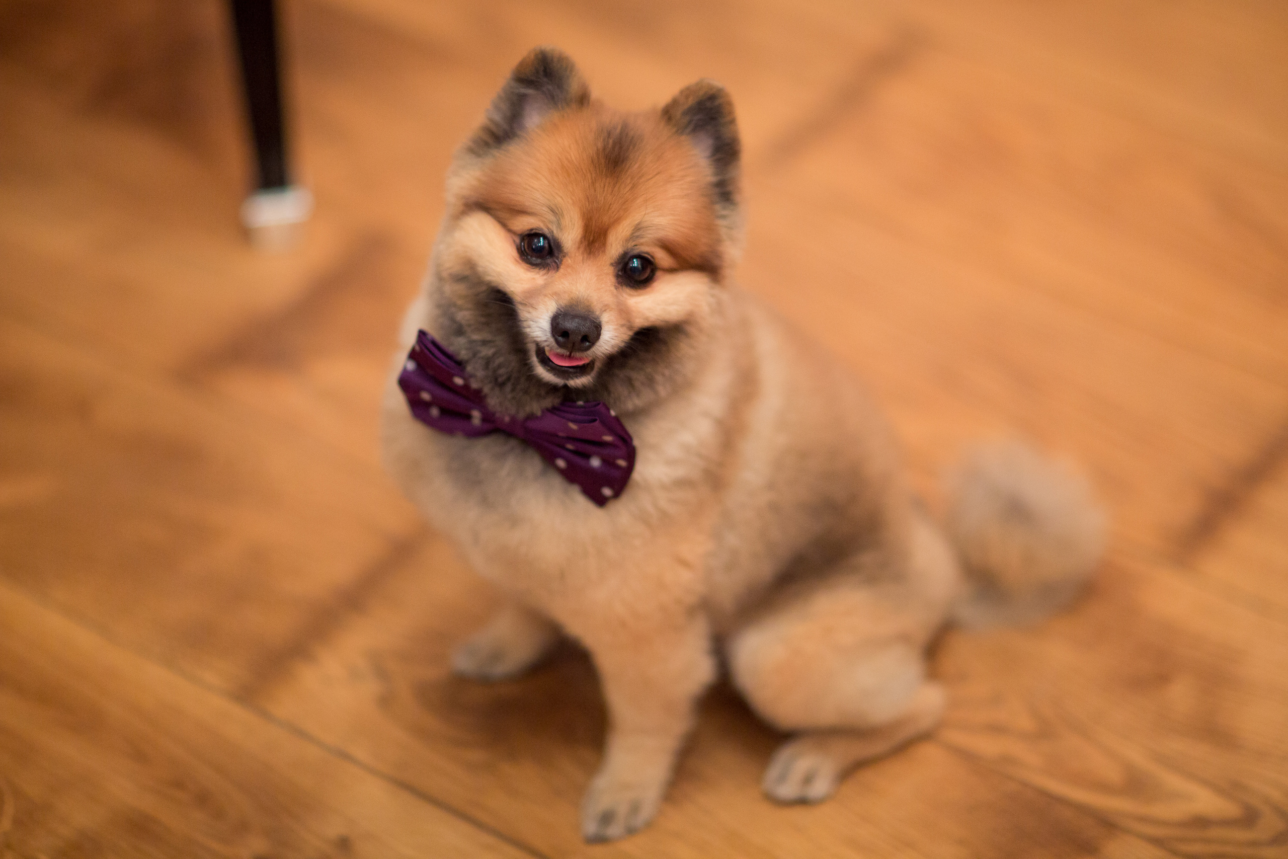 ARNGOLDT закрытый показ в салоне de Cournay. Фотограф Иван Недорез