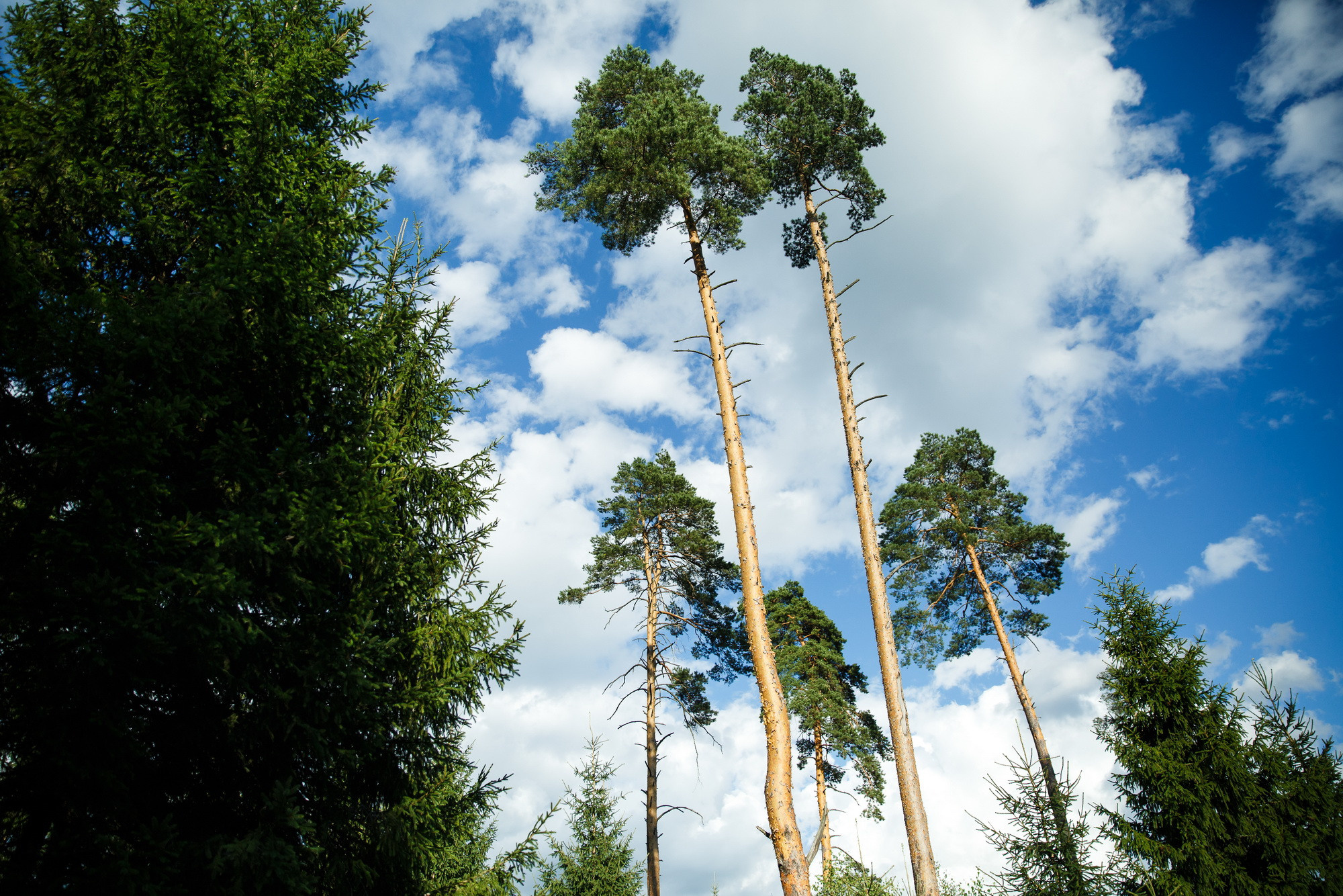 Катя и Андрей. Фотограф Иван Недорез