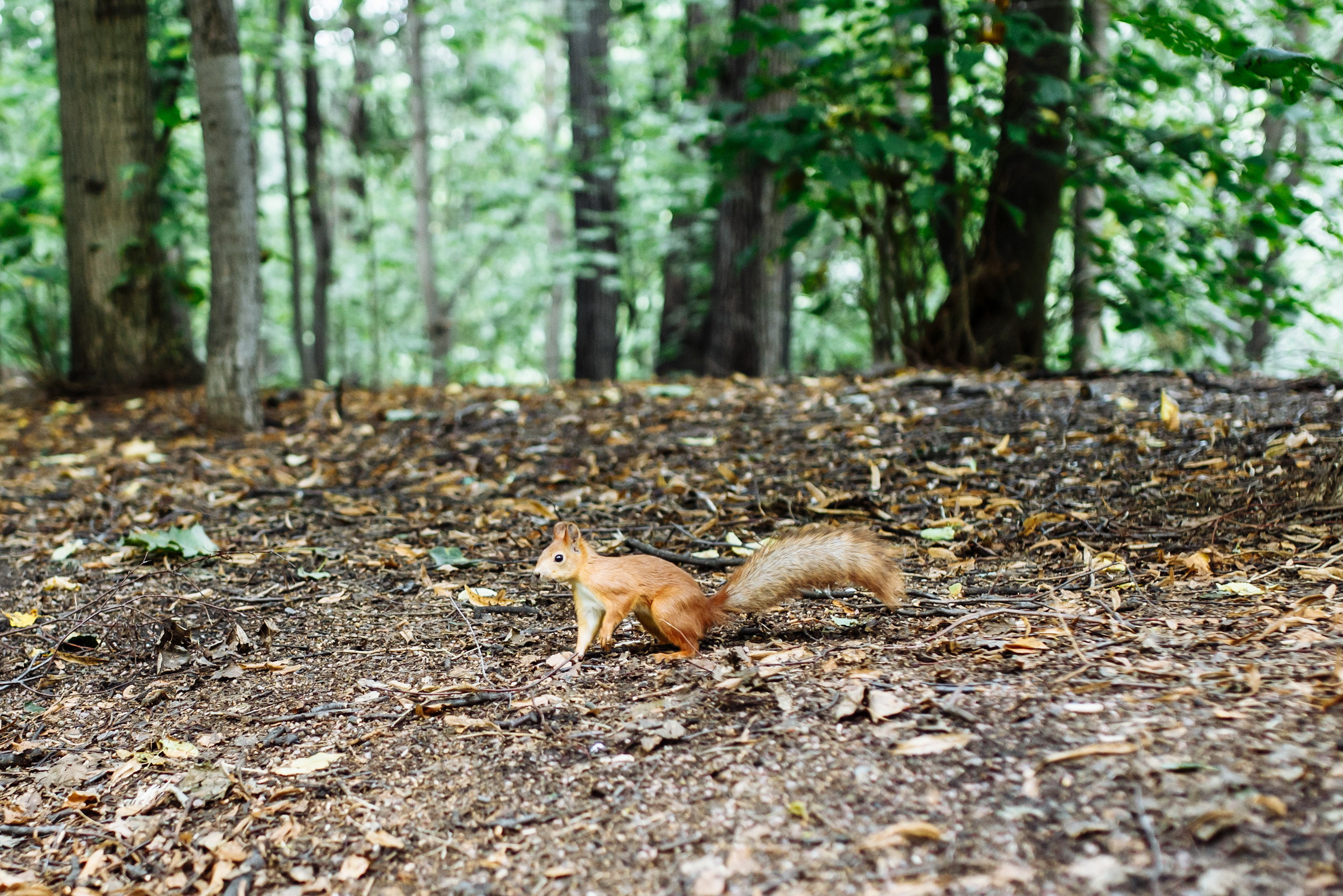 Наташа и Максим. Фотограф Иван Недорез