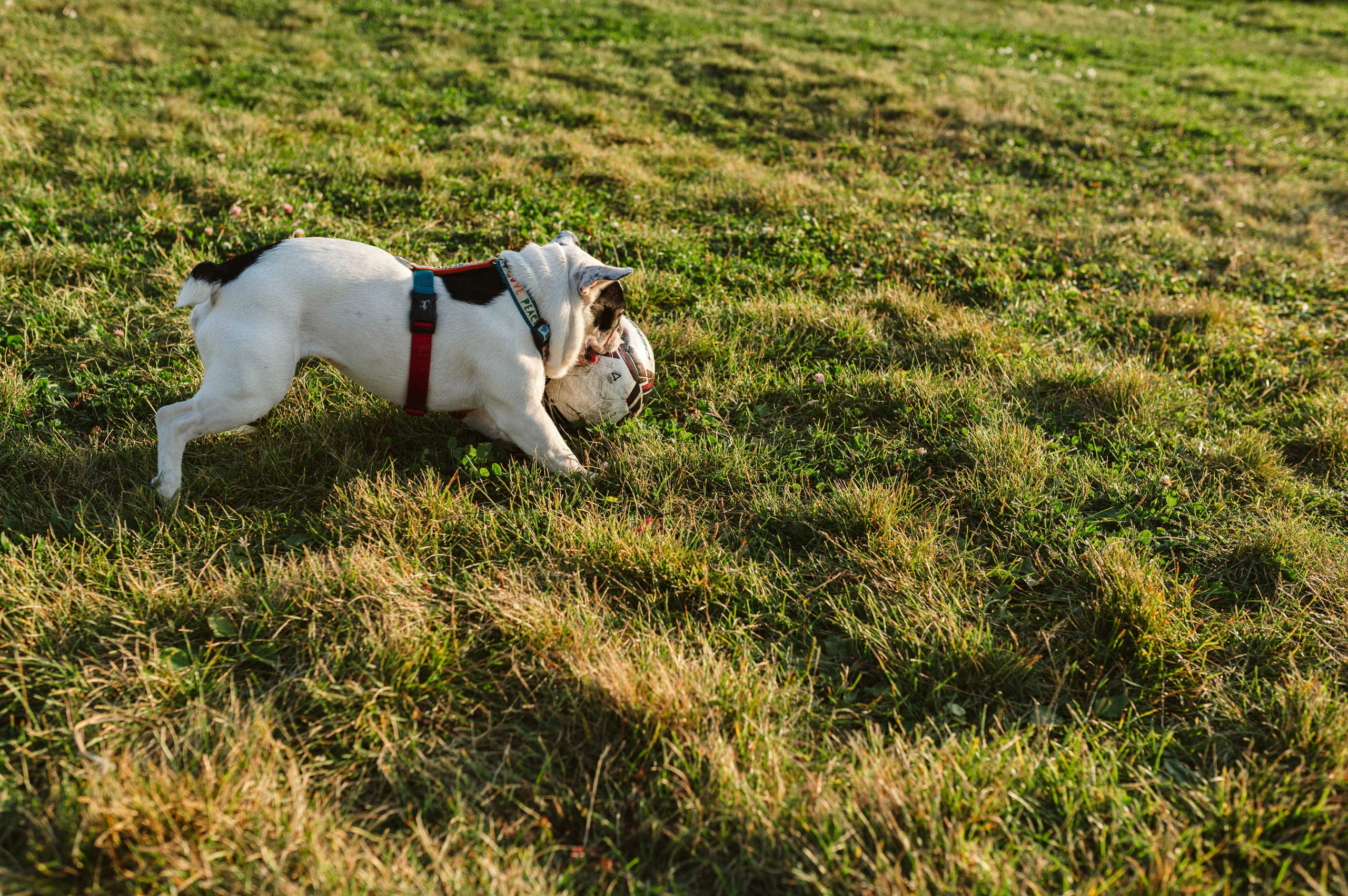 Инна и Белль. Фотограф анималист в Москве Ольга Агушева