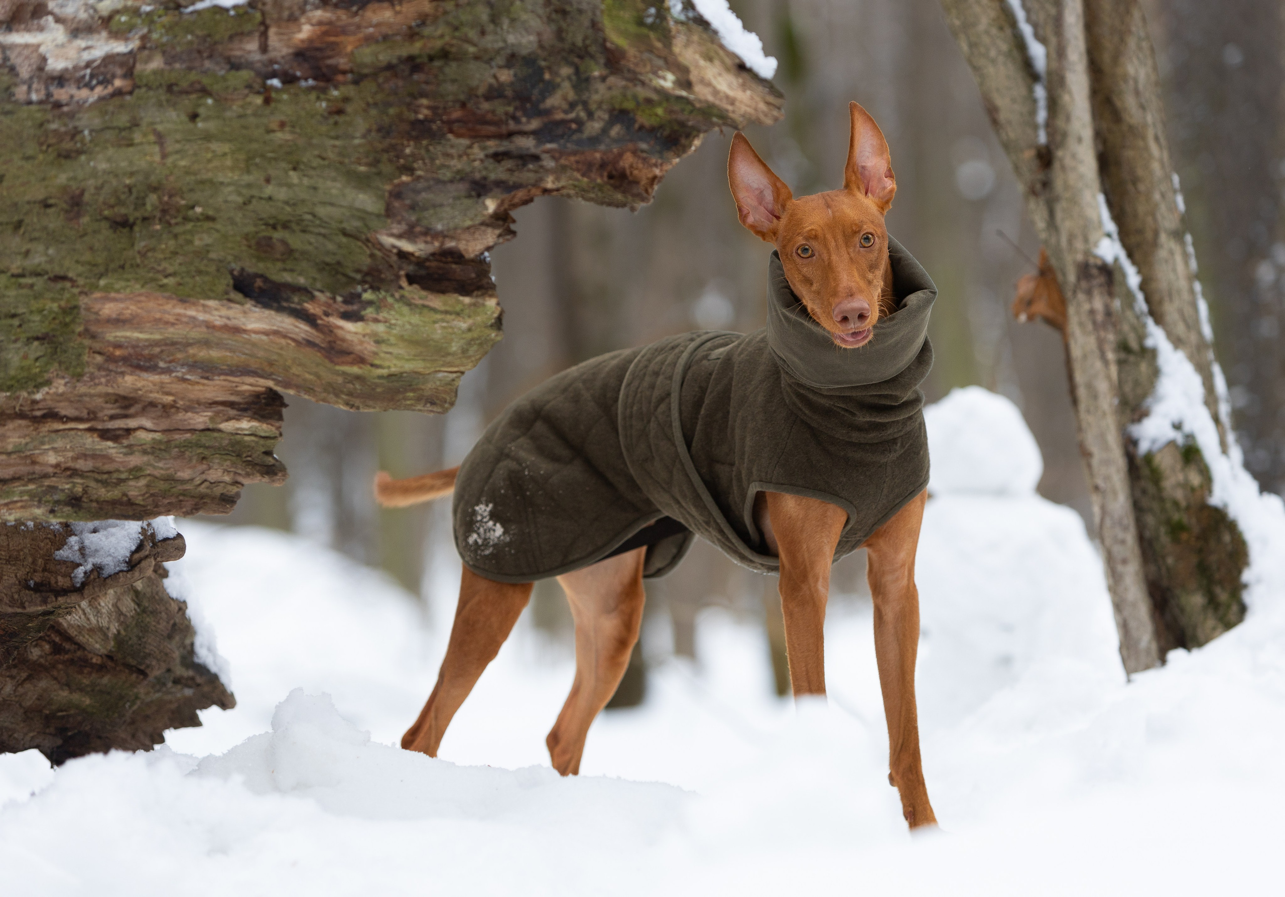 Веня и Рус. Фотограф-анималист в Москве, МО и Владимире