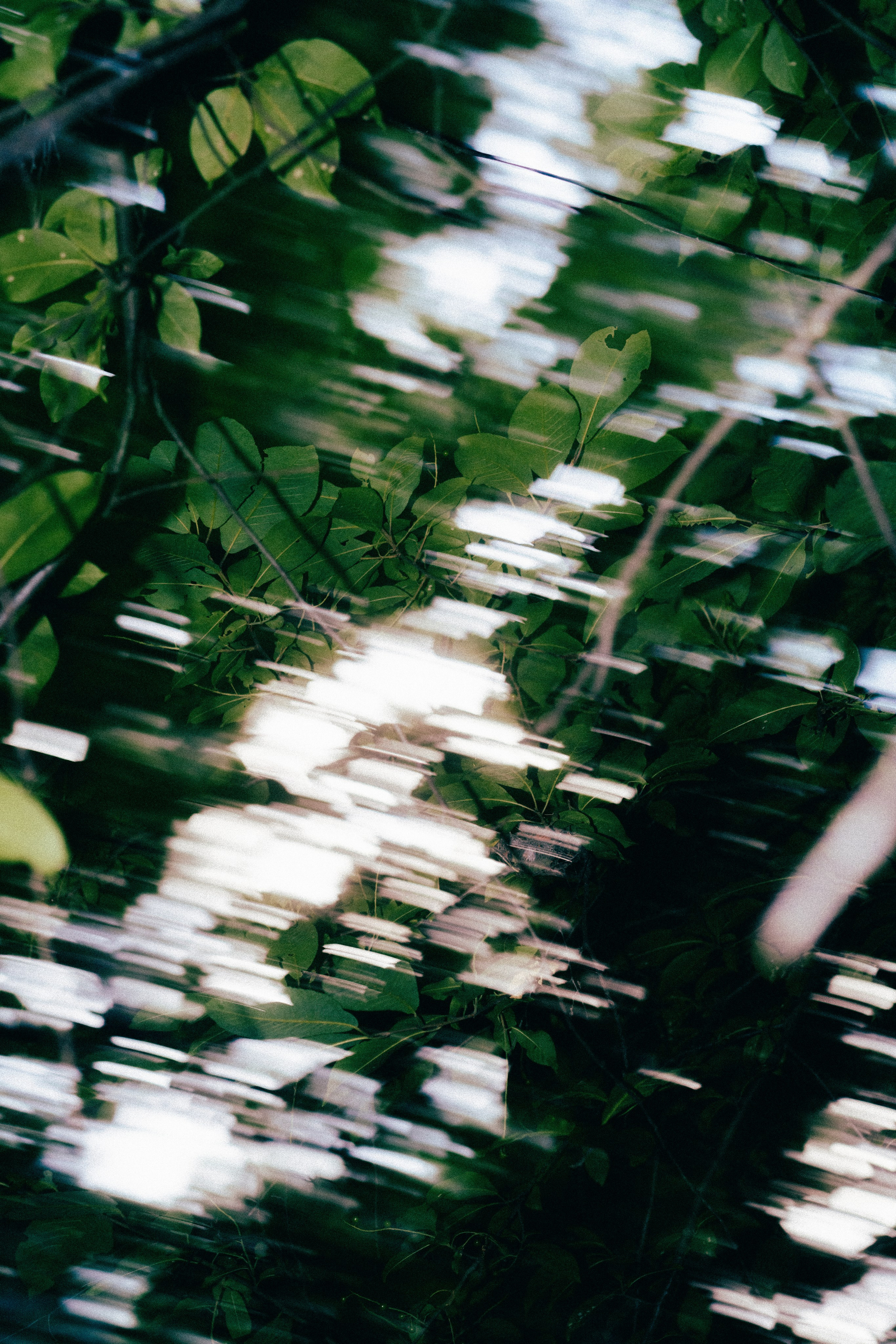 Лес. Veronika Popadeikina Photographer