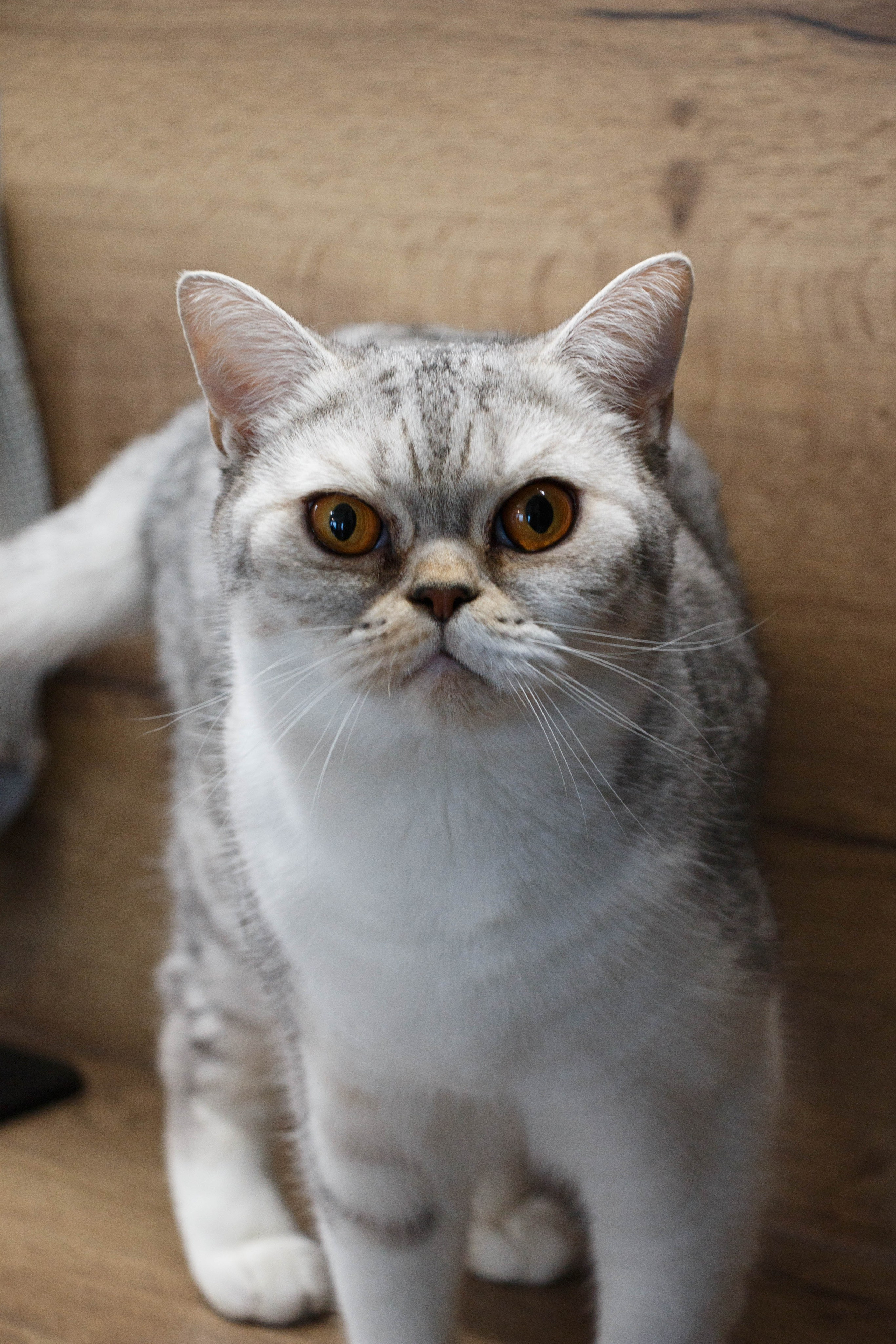 TANYA&NALLA. Бережно сохраняю ваши чувства и истории на своих фотографиях