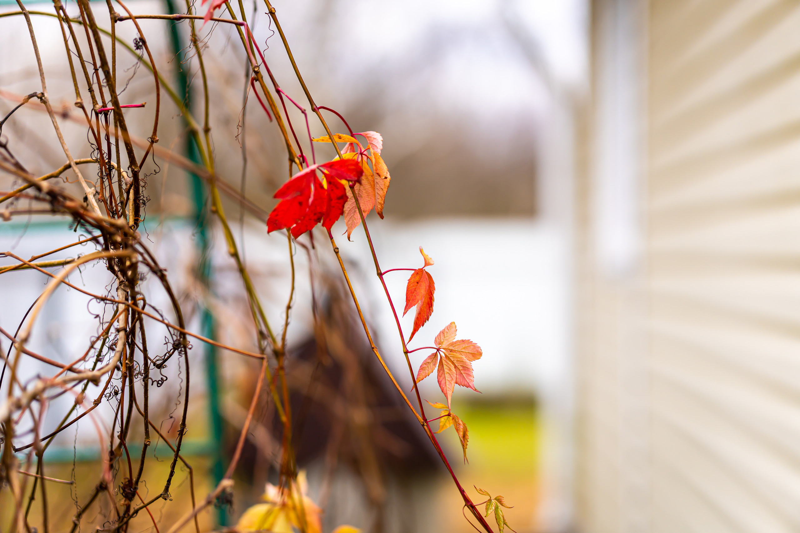 Осенние краски