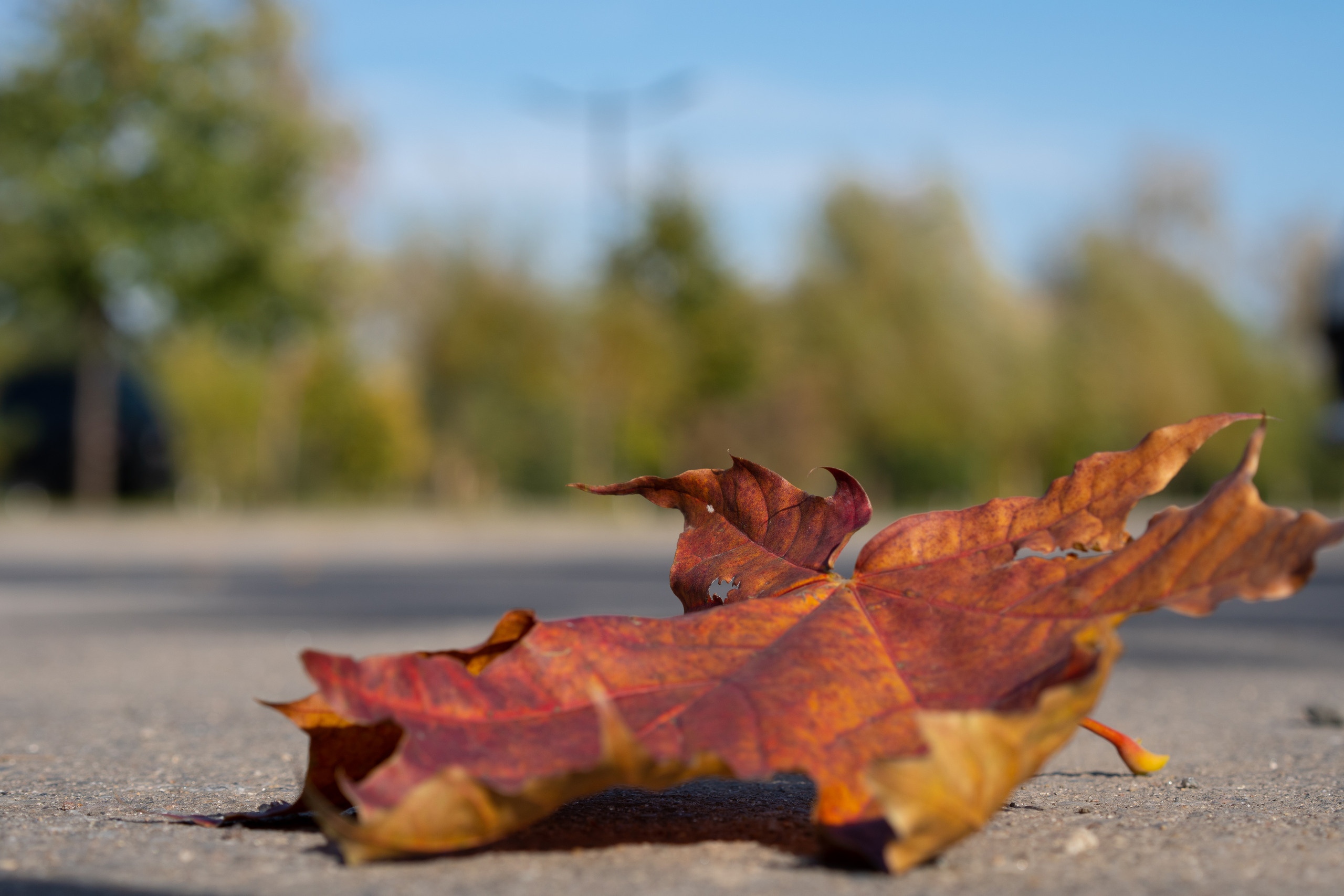 Арма осенью, кленовый лист