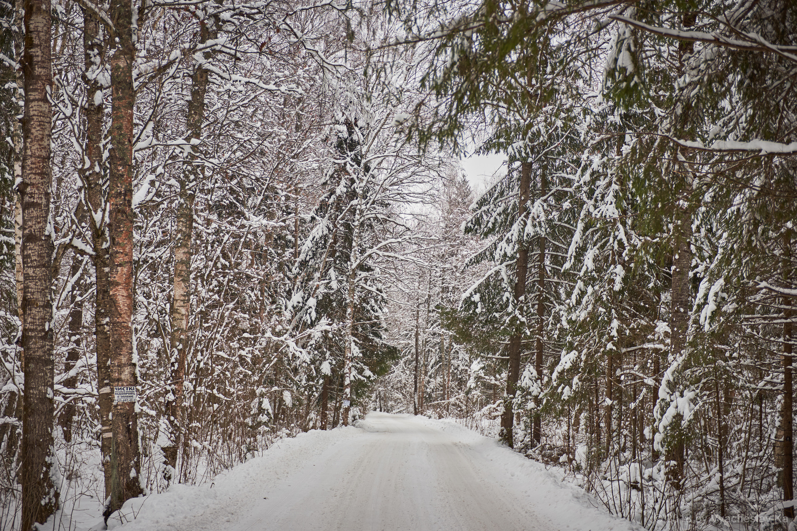 Зима в лесу