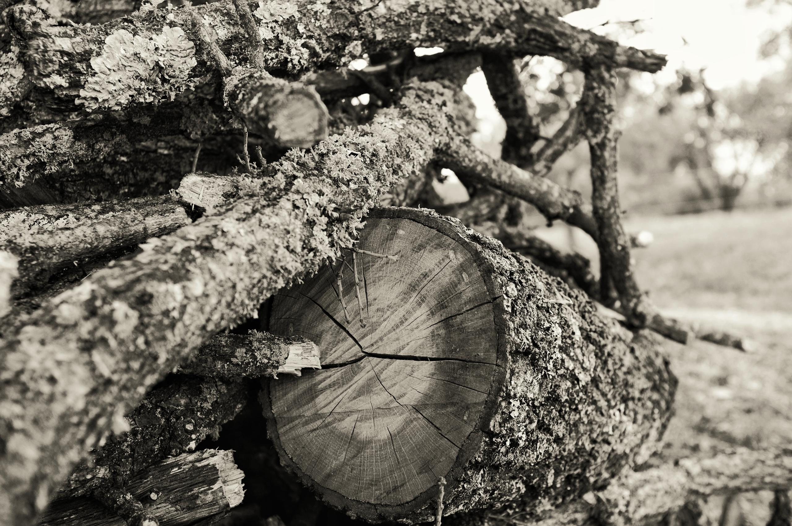 La Compagnia del Chianti