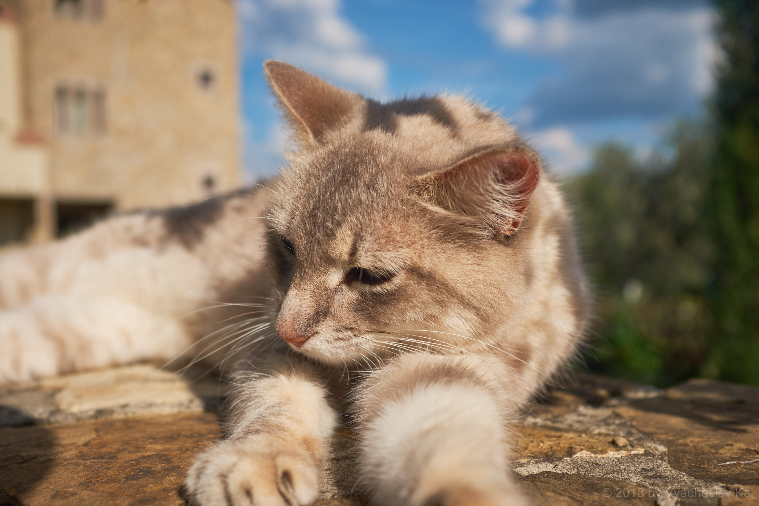 Итальянский кот