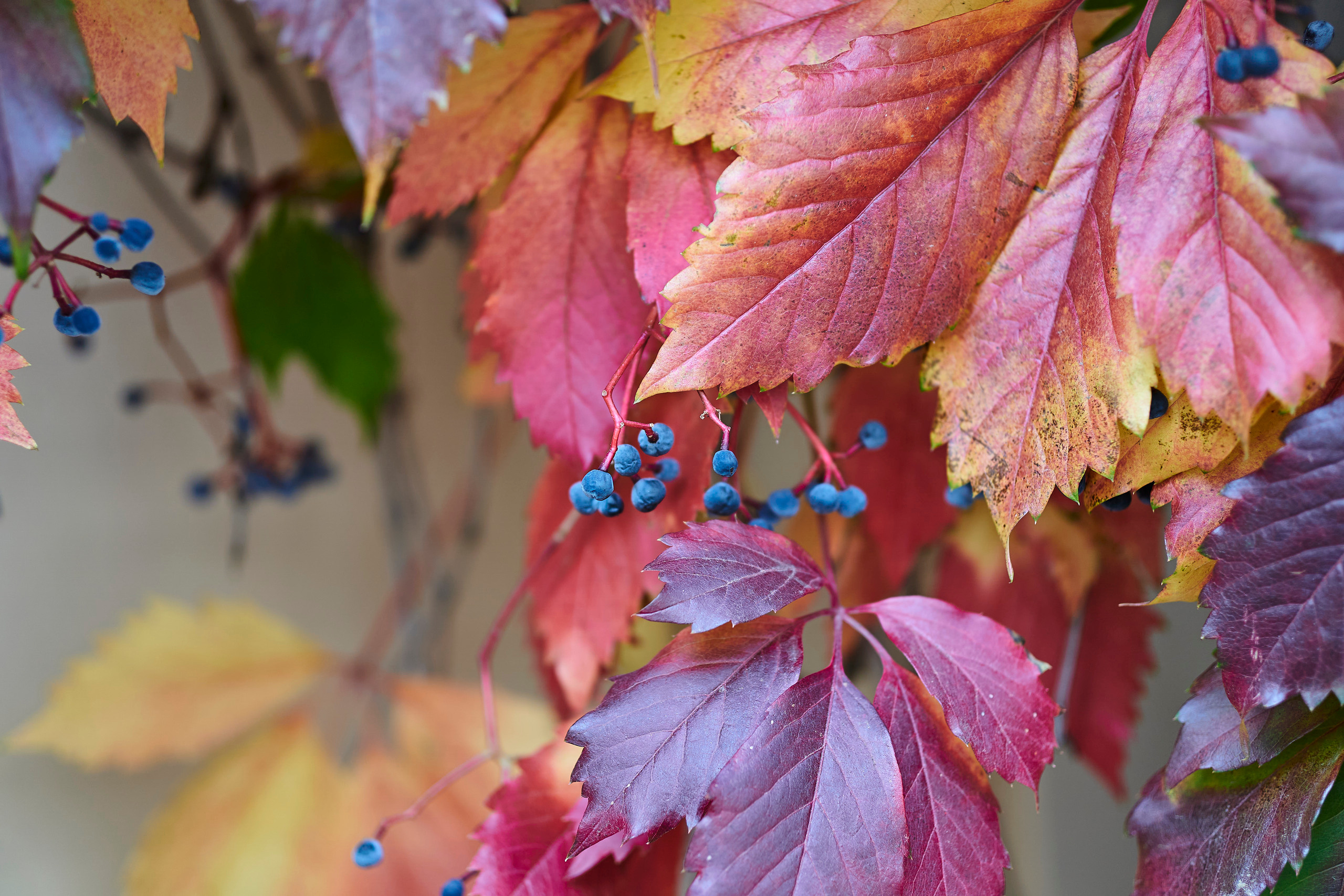 Осень на Плющихе