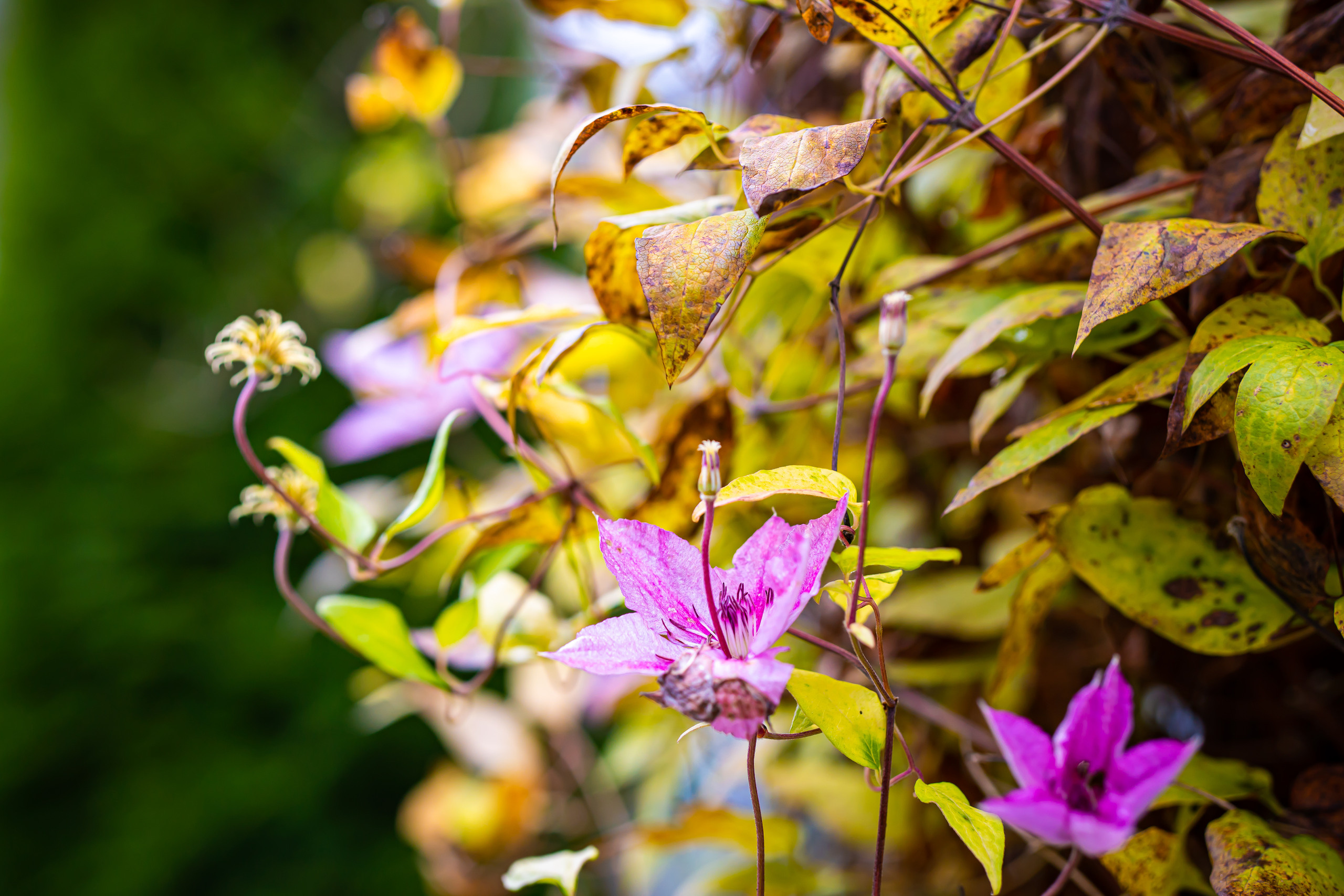 Осенние краски