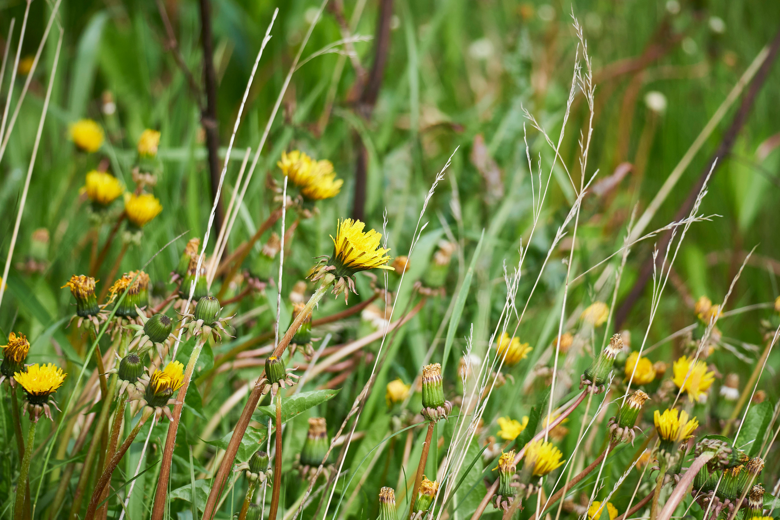 Зеленая трава