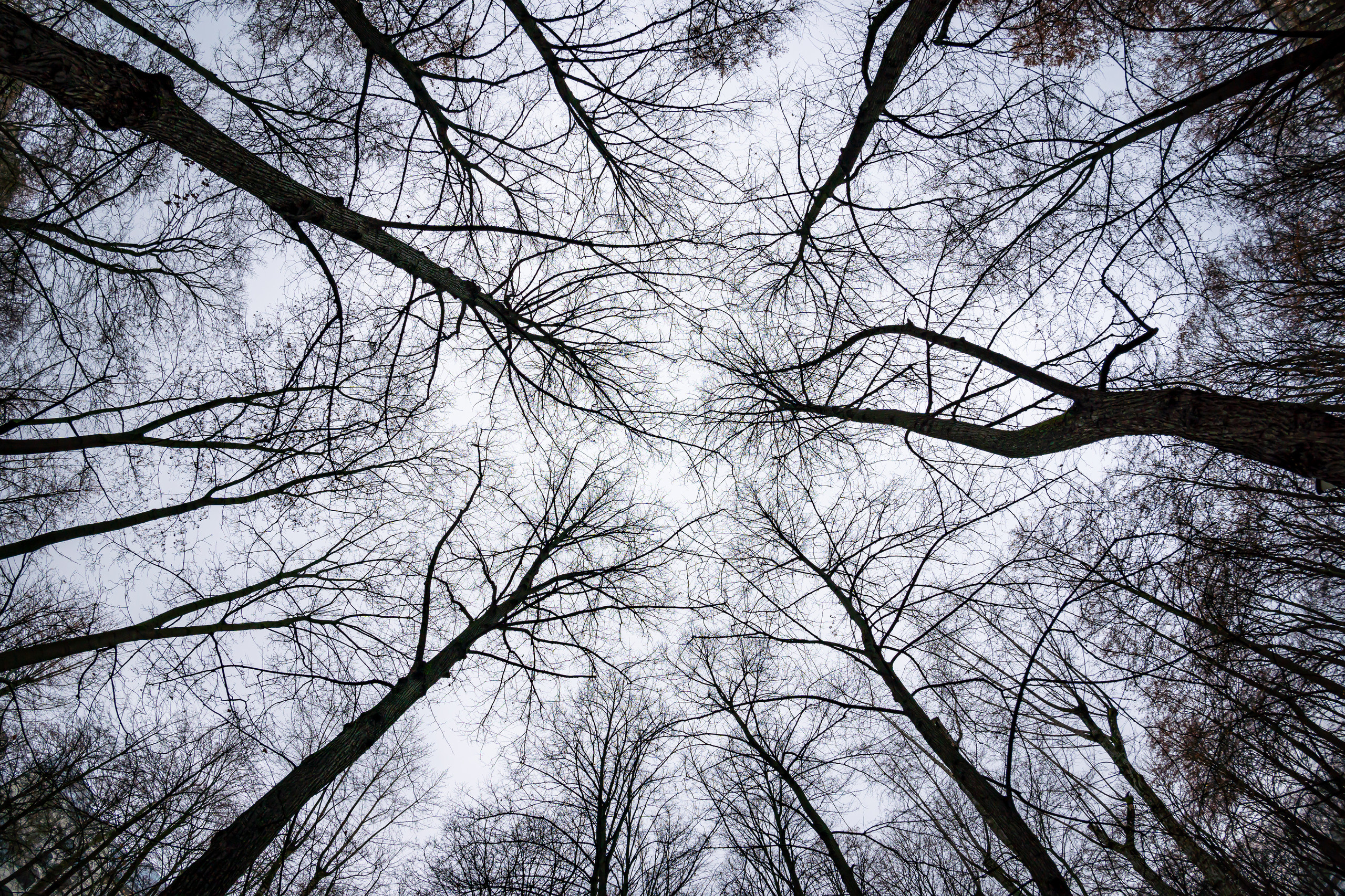 Сквер Девичьего поля