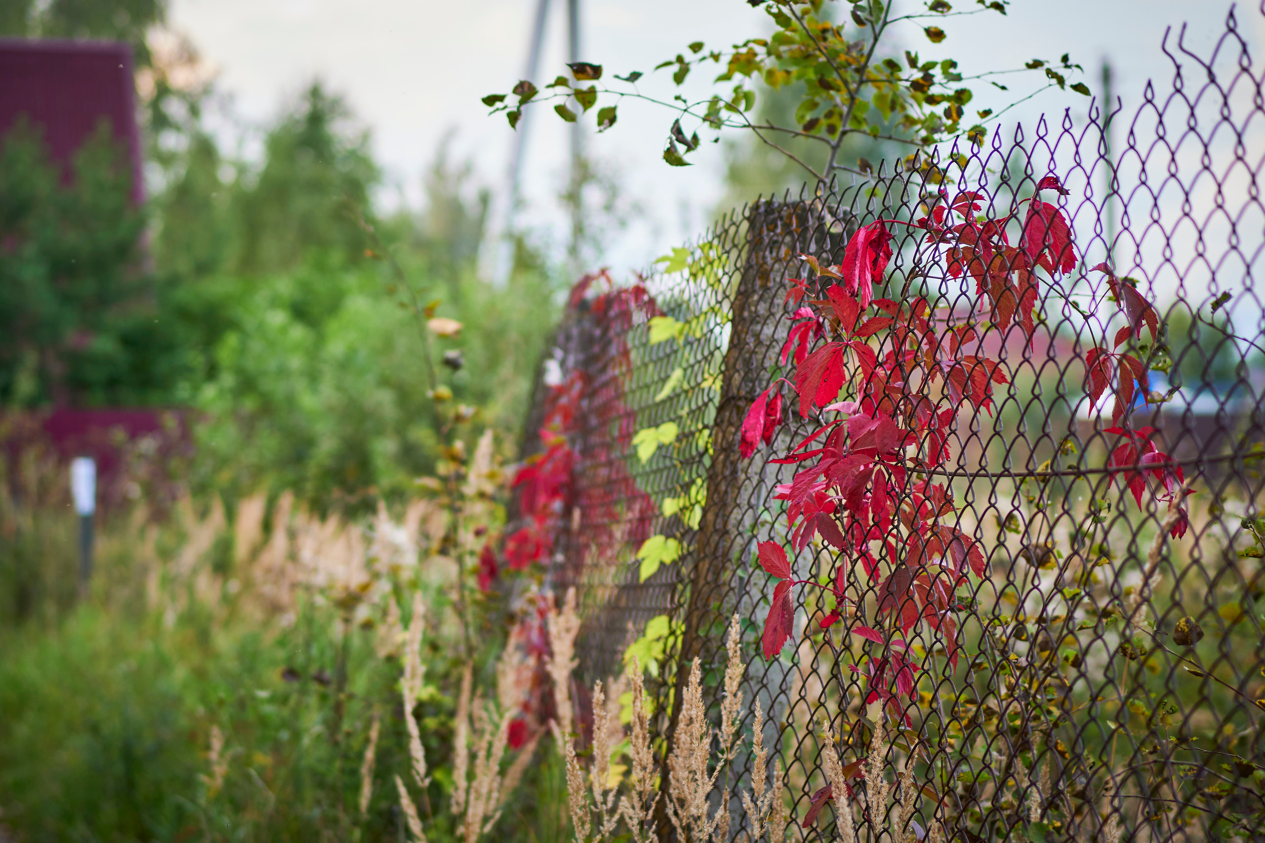 Осенние красные листья