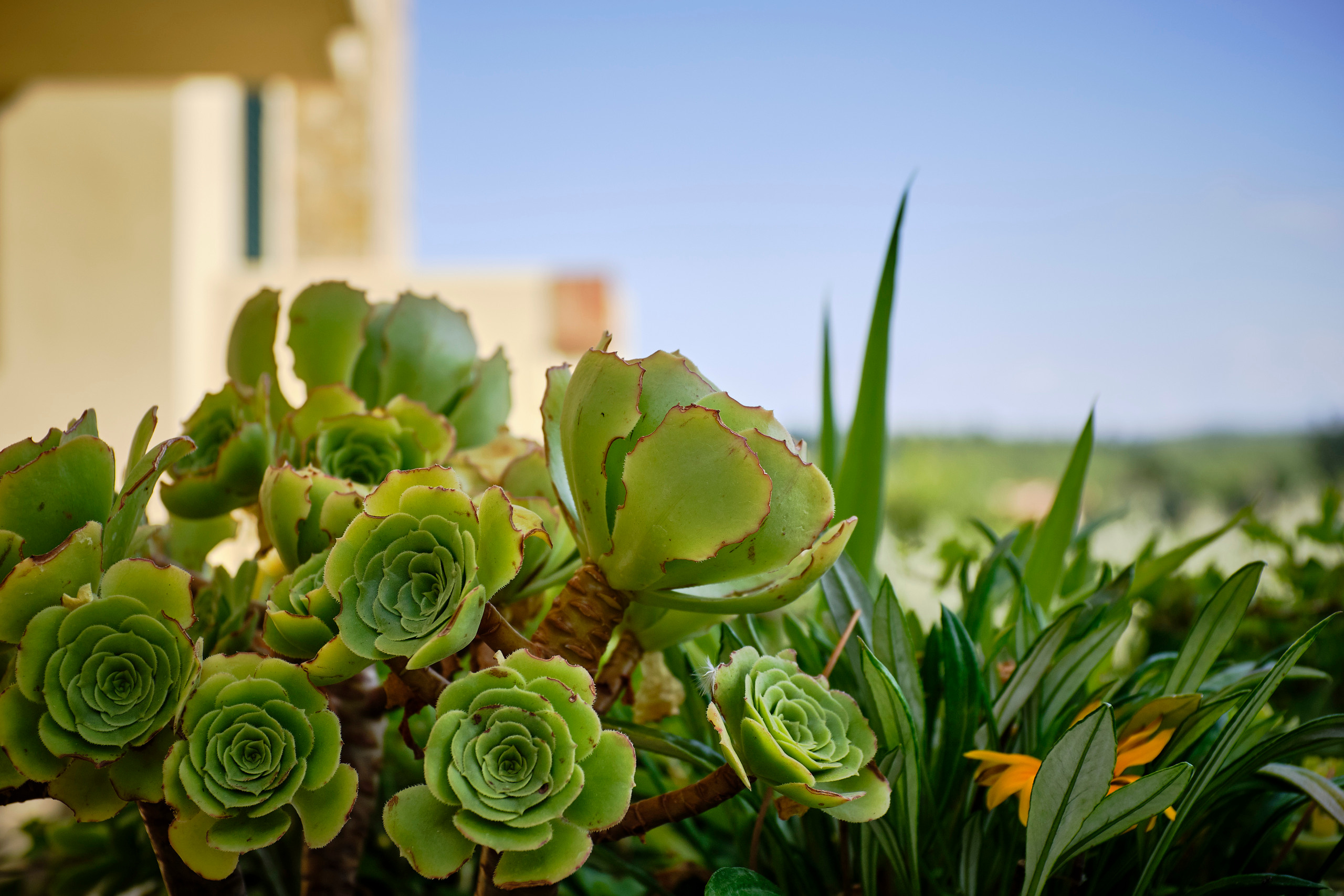 La Compagnia del Chianti