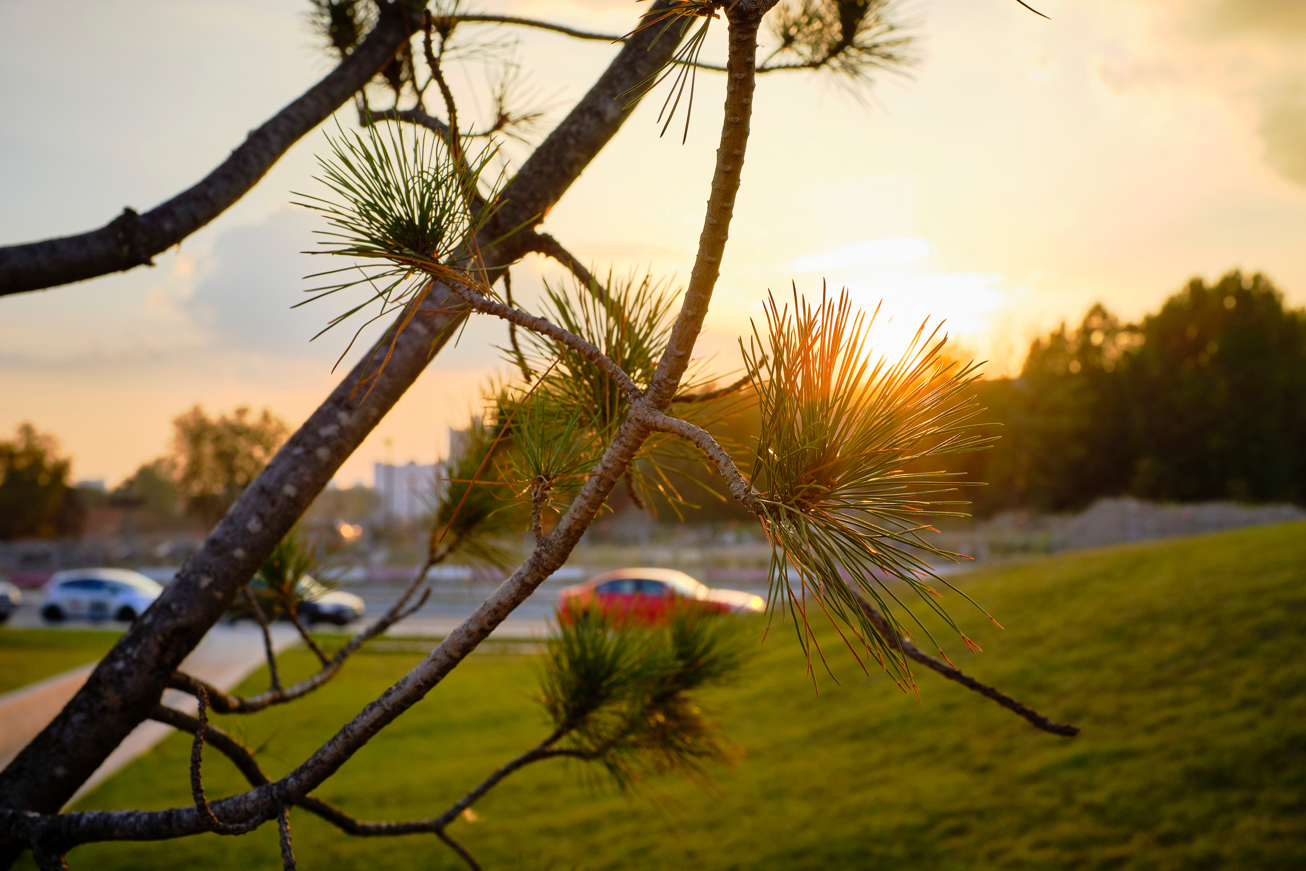 Парк Тюфелева роща
