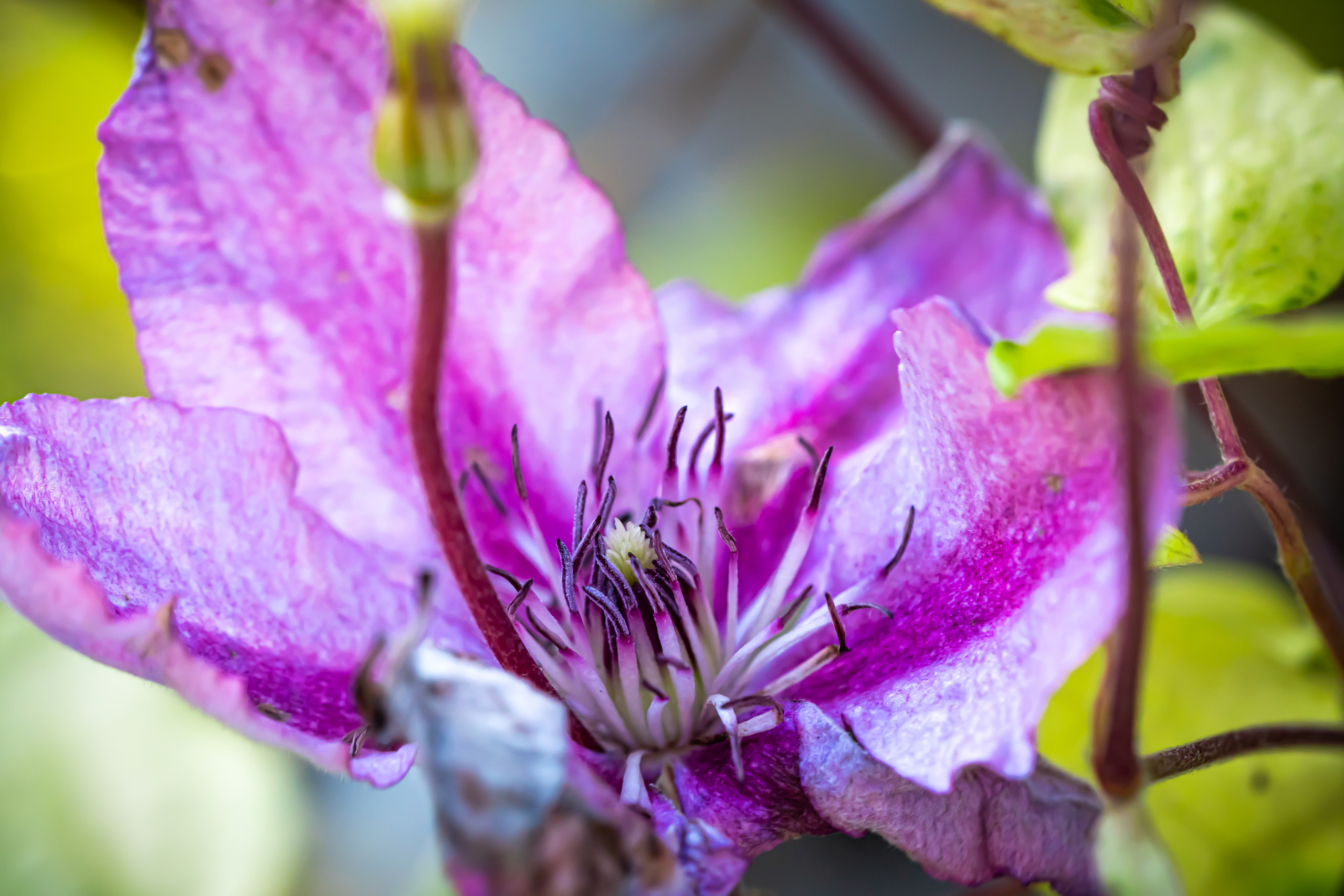 Цветы на даче