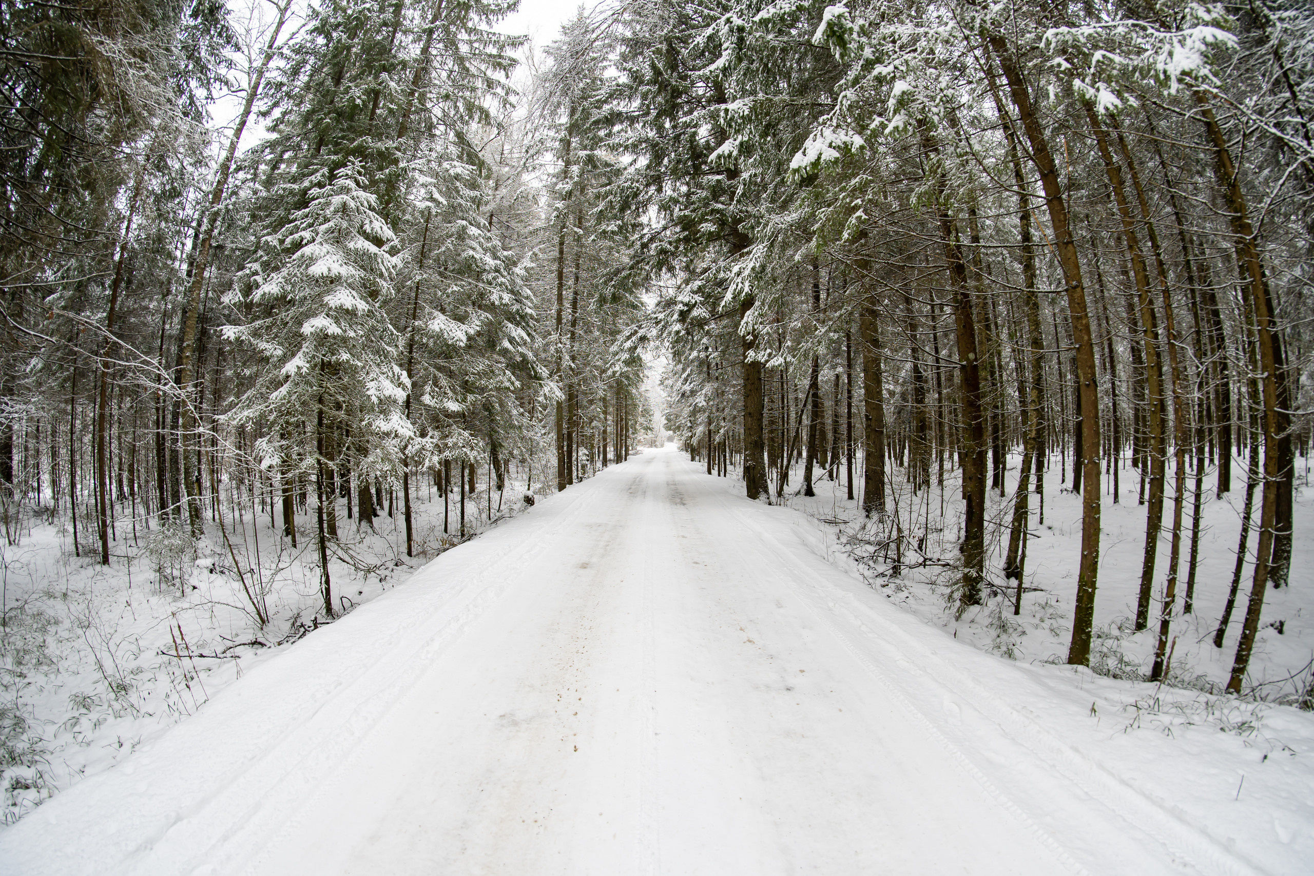 Зима в лесу