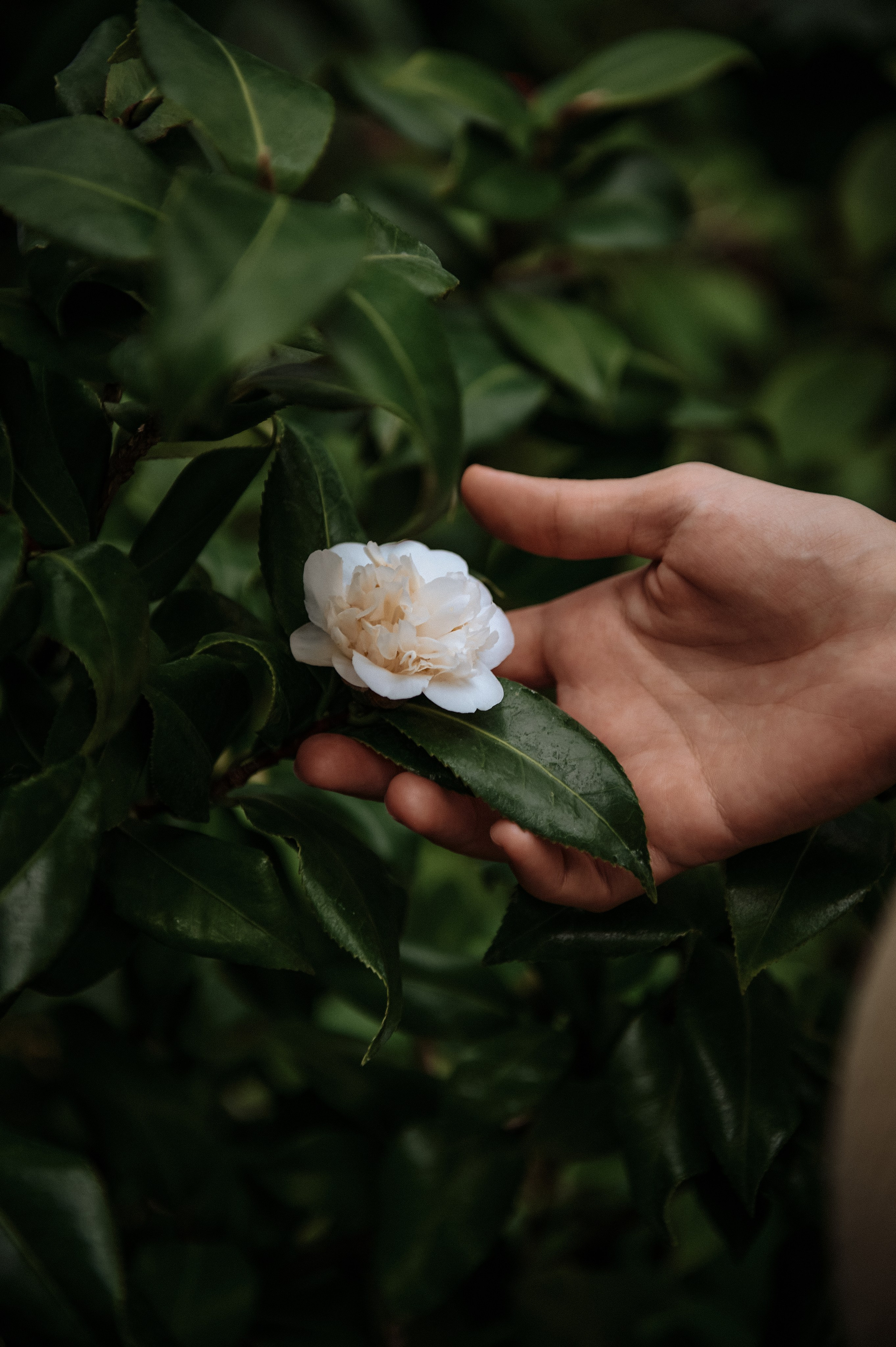Дима и Наташа. Свадебный, портретный, фотограф беременности в Нижнем Новгороде Алина Зиновьева