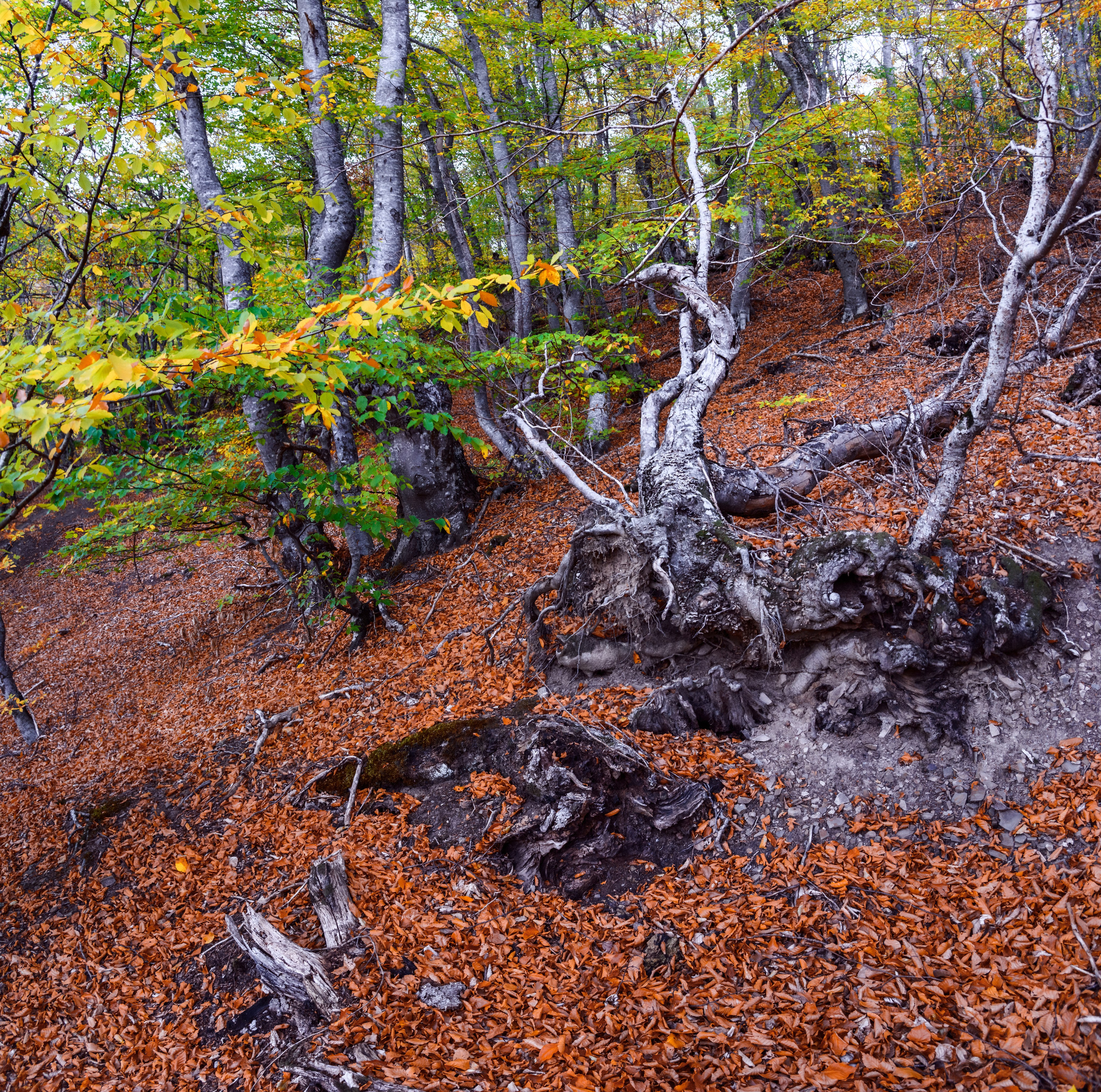 Путешествие по южному берегу Крыма в начале осени. Пейзажный фотограф Сергей Пестерев. Фото природы