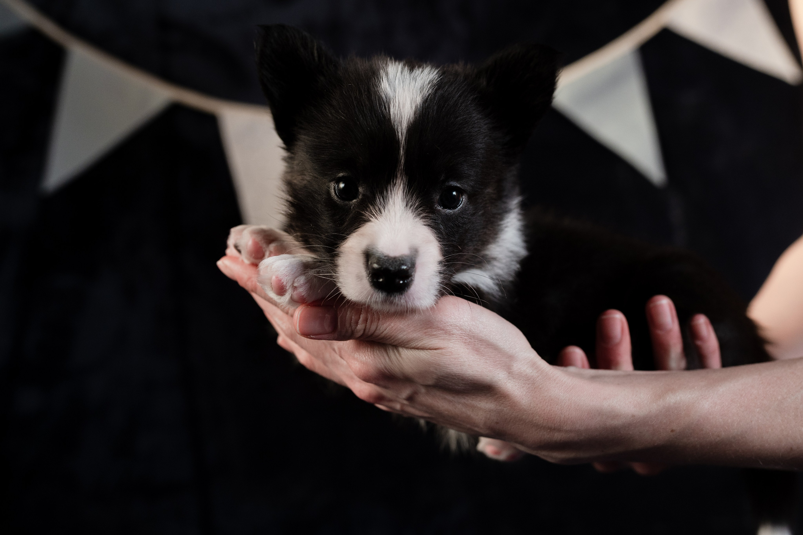 Вельш-корги-пемброк. Фотограф анималист в Москве Ольга Агушева
