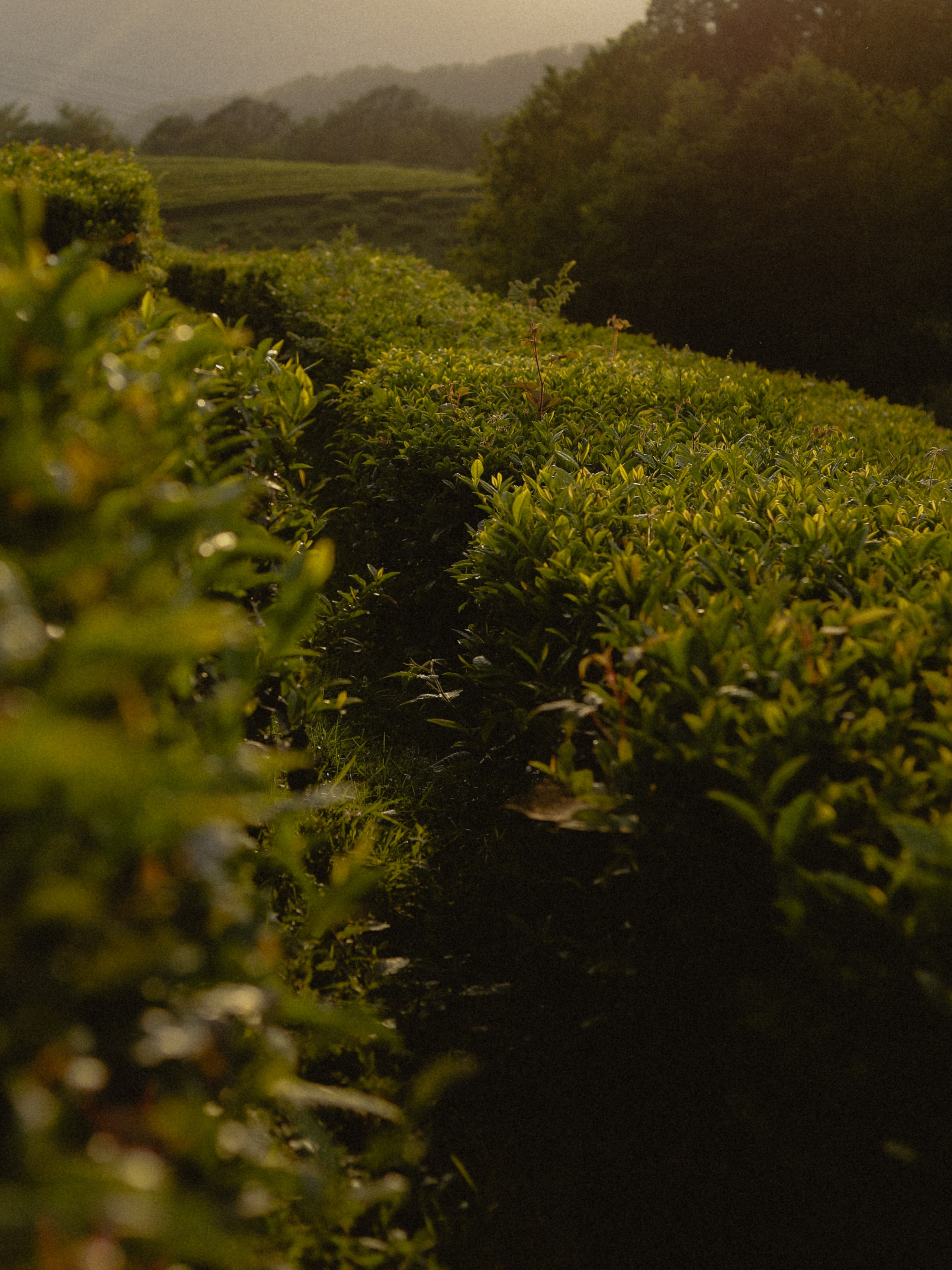 Под солнцем Мацесты. Свадебный фотограф Москва Элиза Нестерович