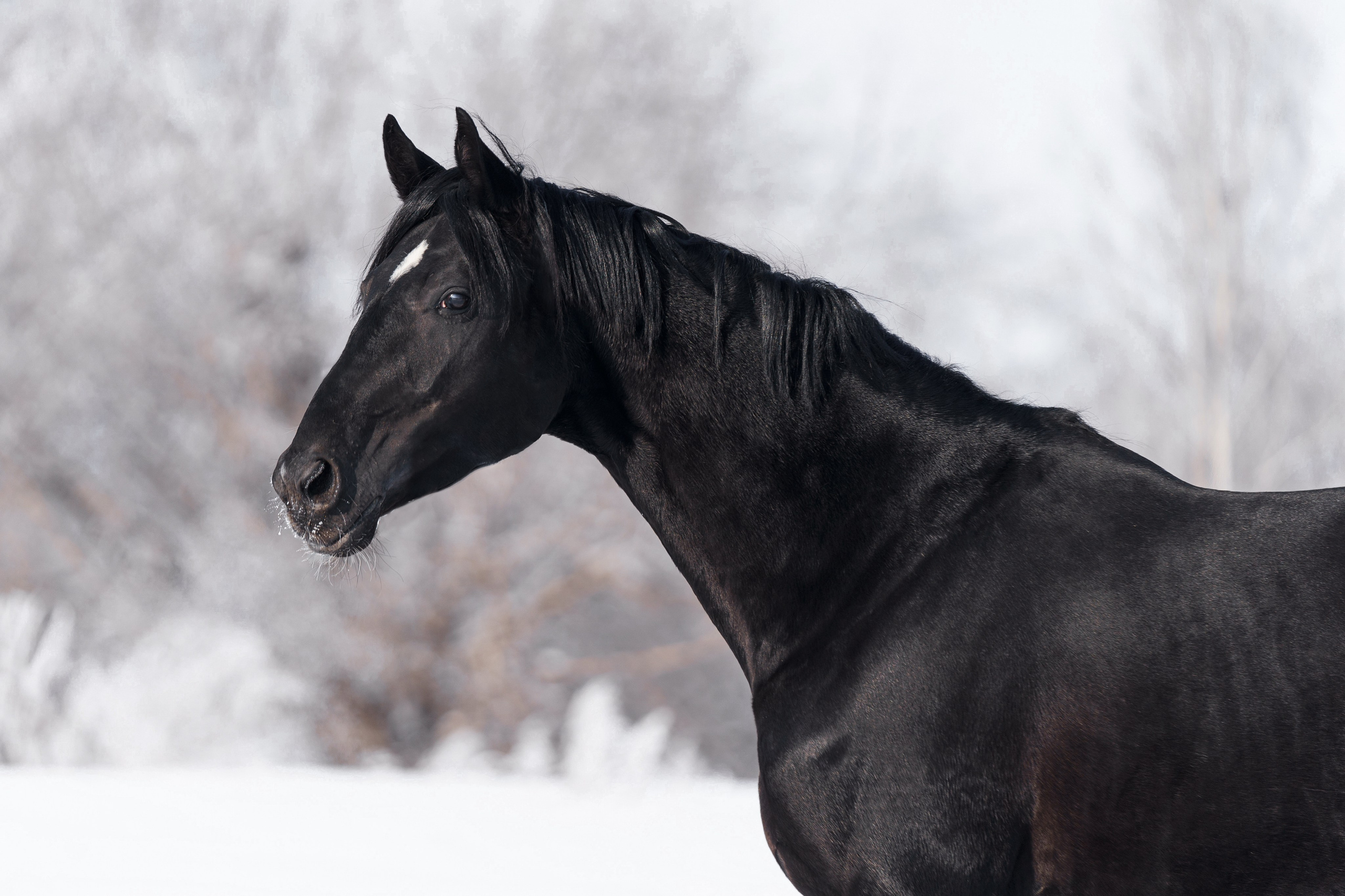 Дарлинг Хит WD. Главная