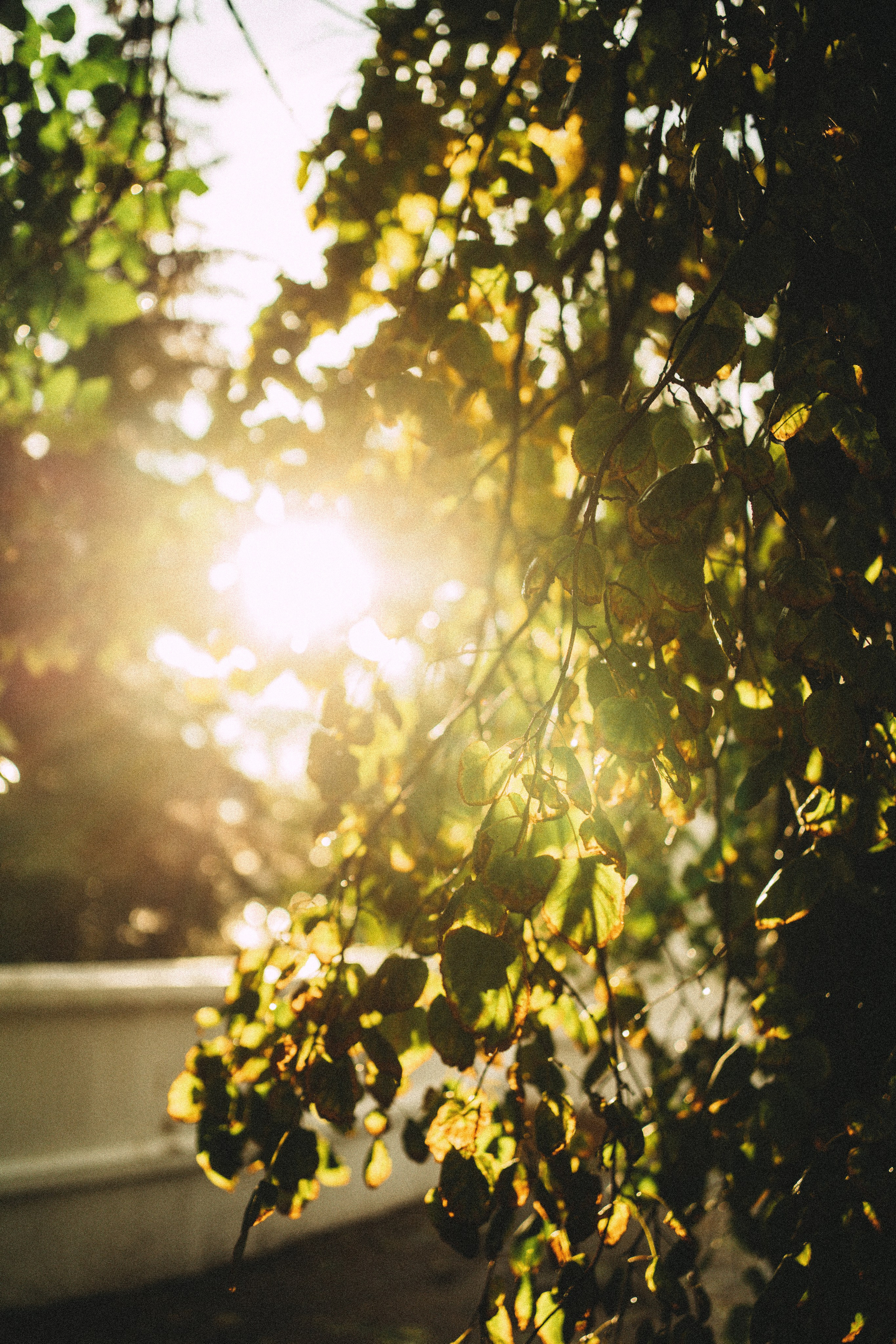 Аня. Главная