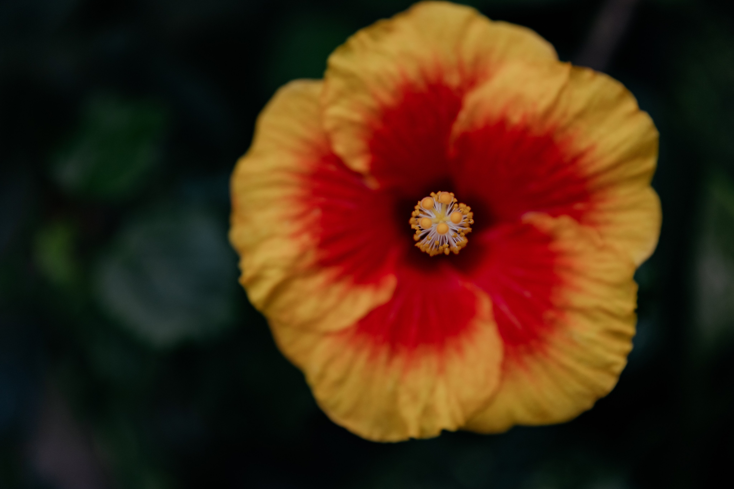 Их сила в чувстве, не в самих них. Свадебный и репортажный фотограф в Санкт-Петербурге