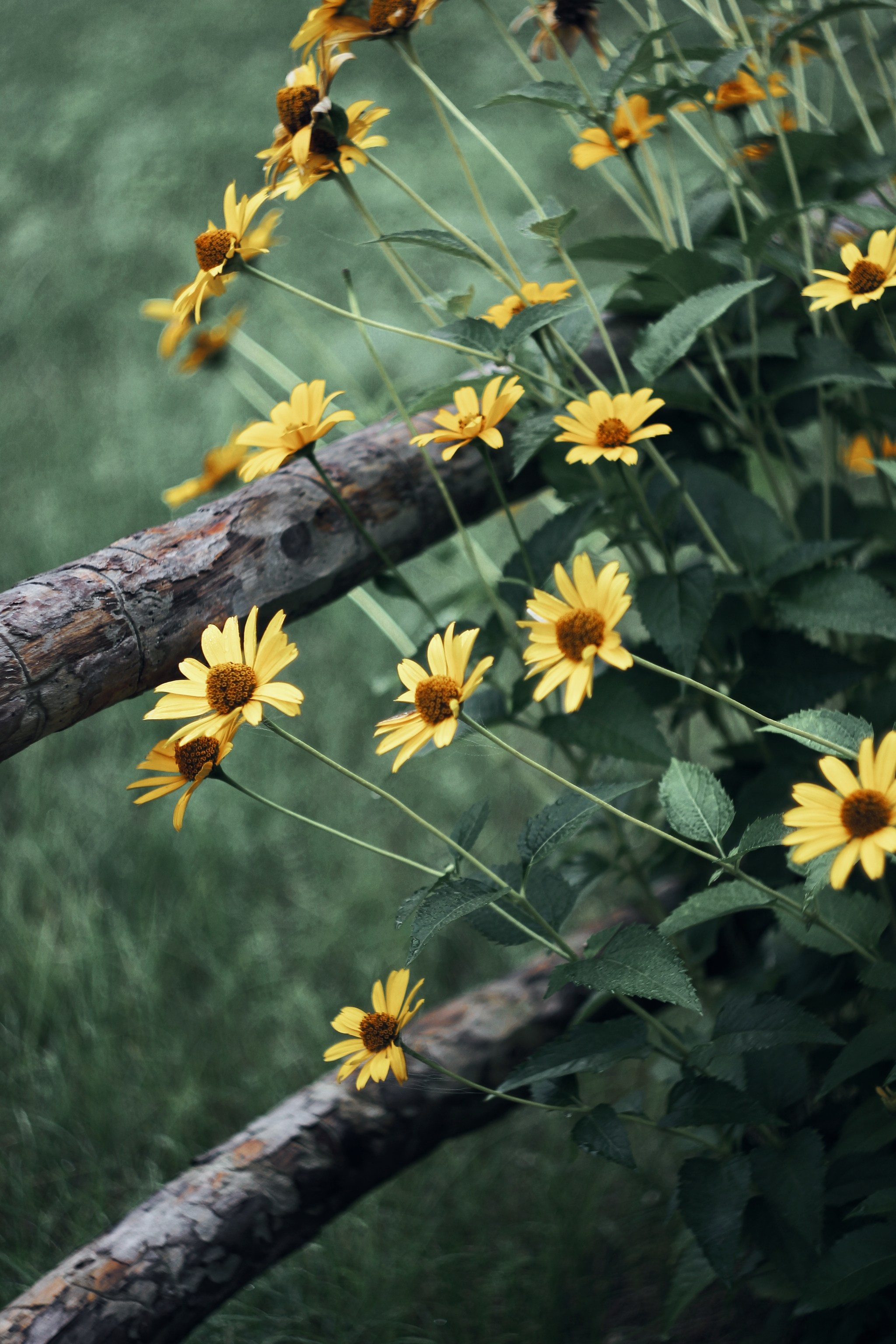Меланхолия августа. С любовью, фотохудожник