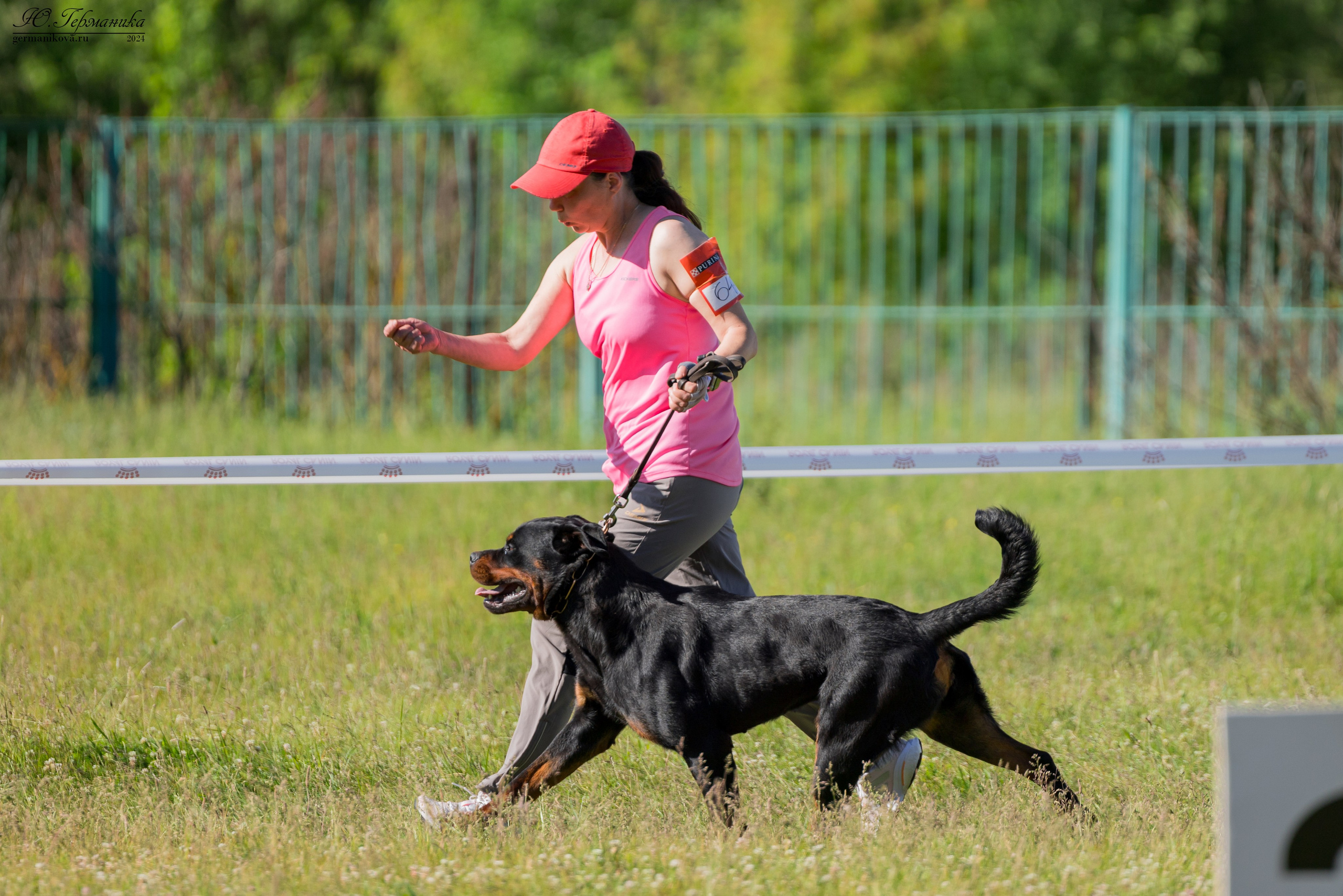 Воронеж моно ротвейлеров 25-26.05.2024. Фотограф-анималист Юлия Германика