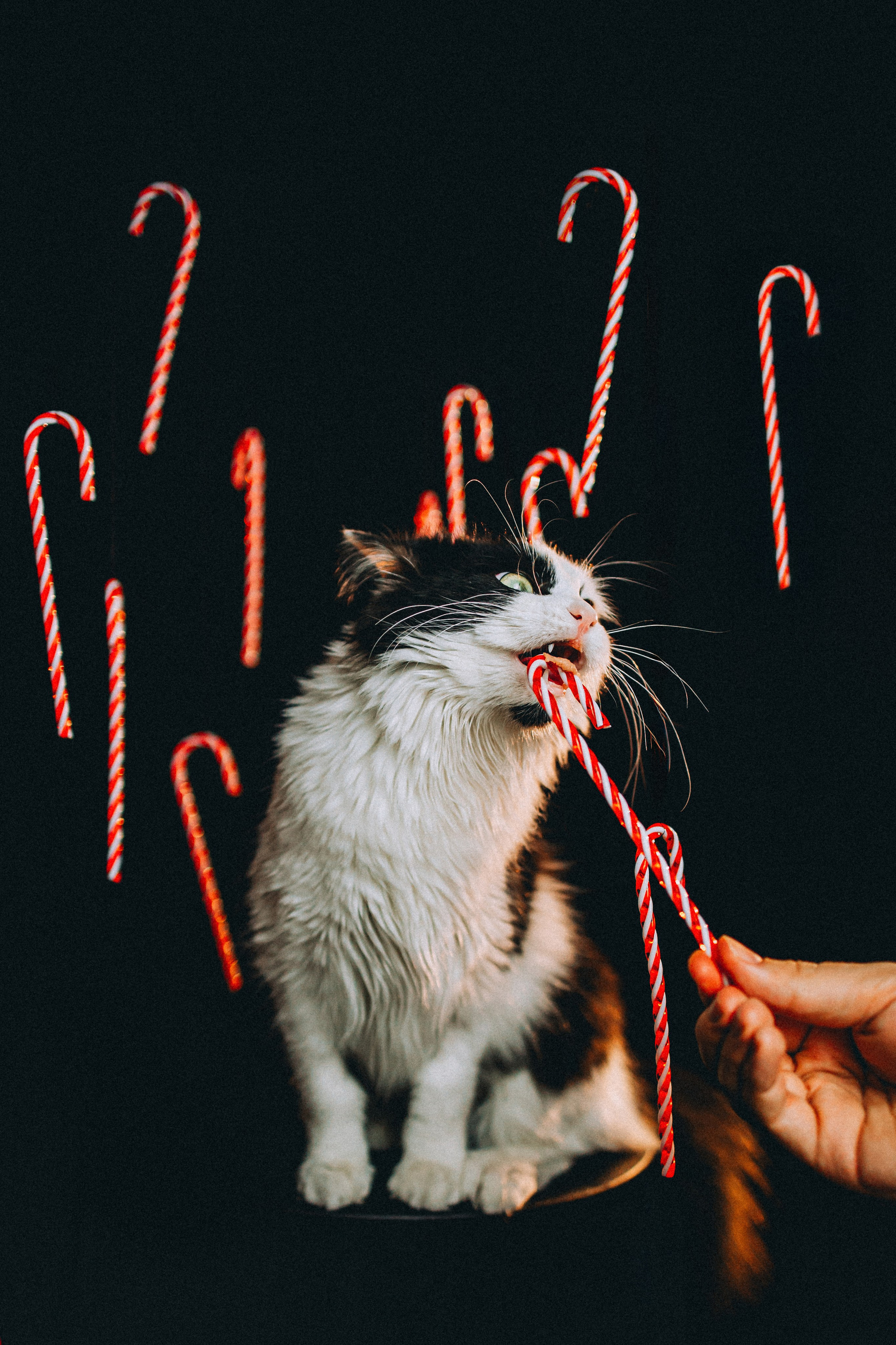 Джек, Бет и Кову