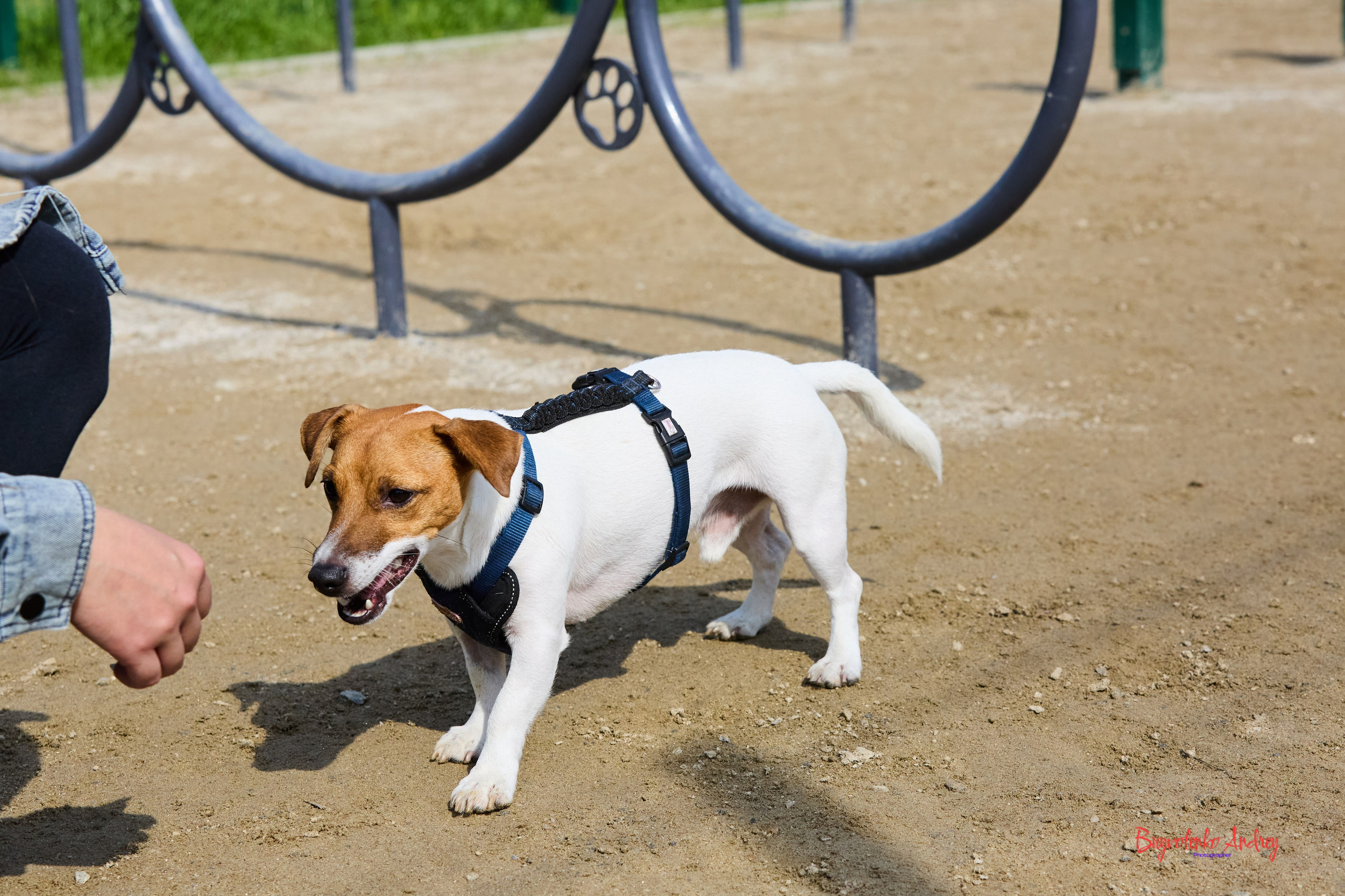 Проект фотопрогулка с хвостиком. Buyvolenko Andrey