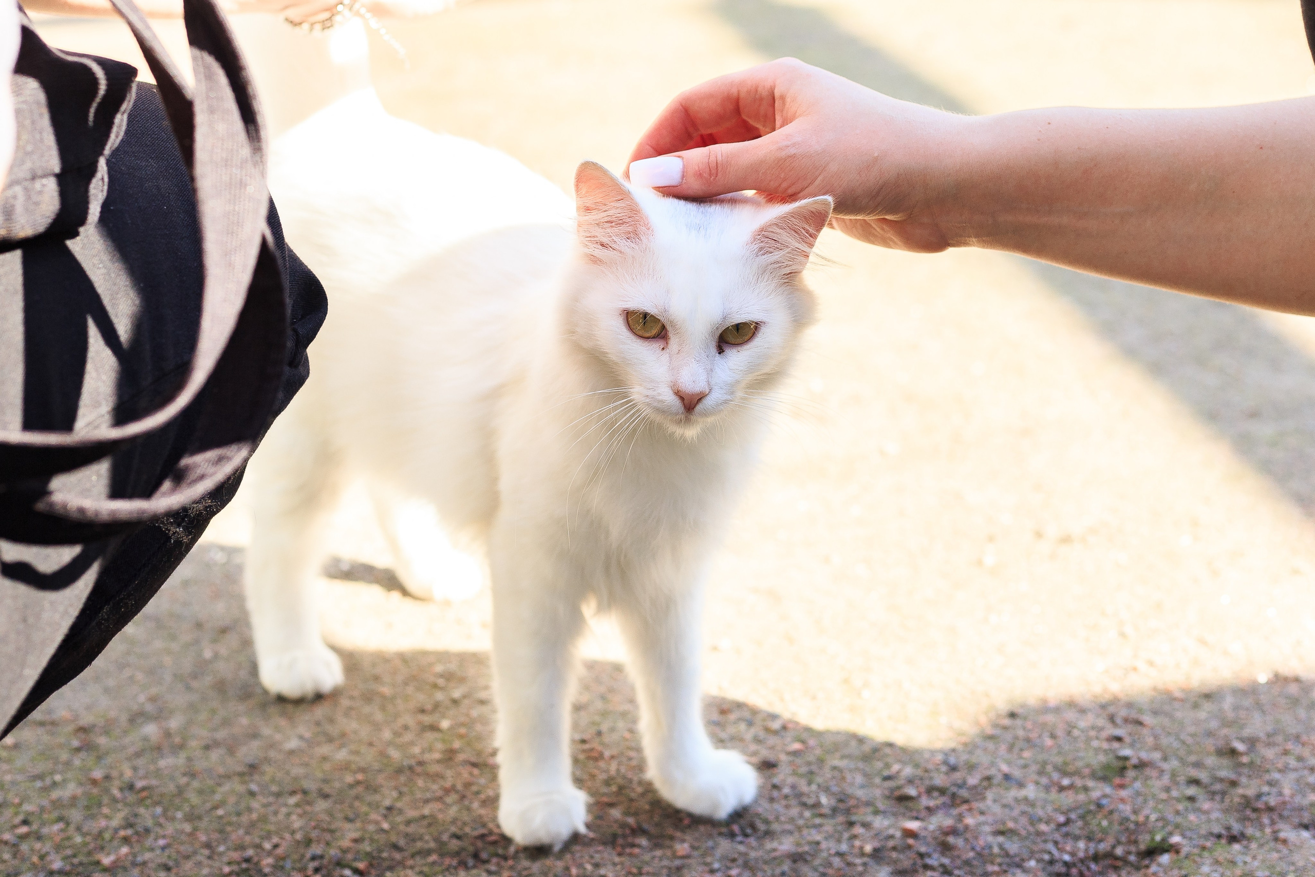 Petshop Забота. Фотограф в Санкт-Петербурге Чумаков Семен