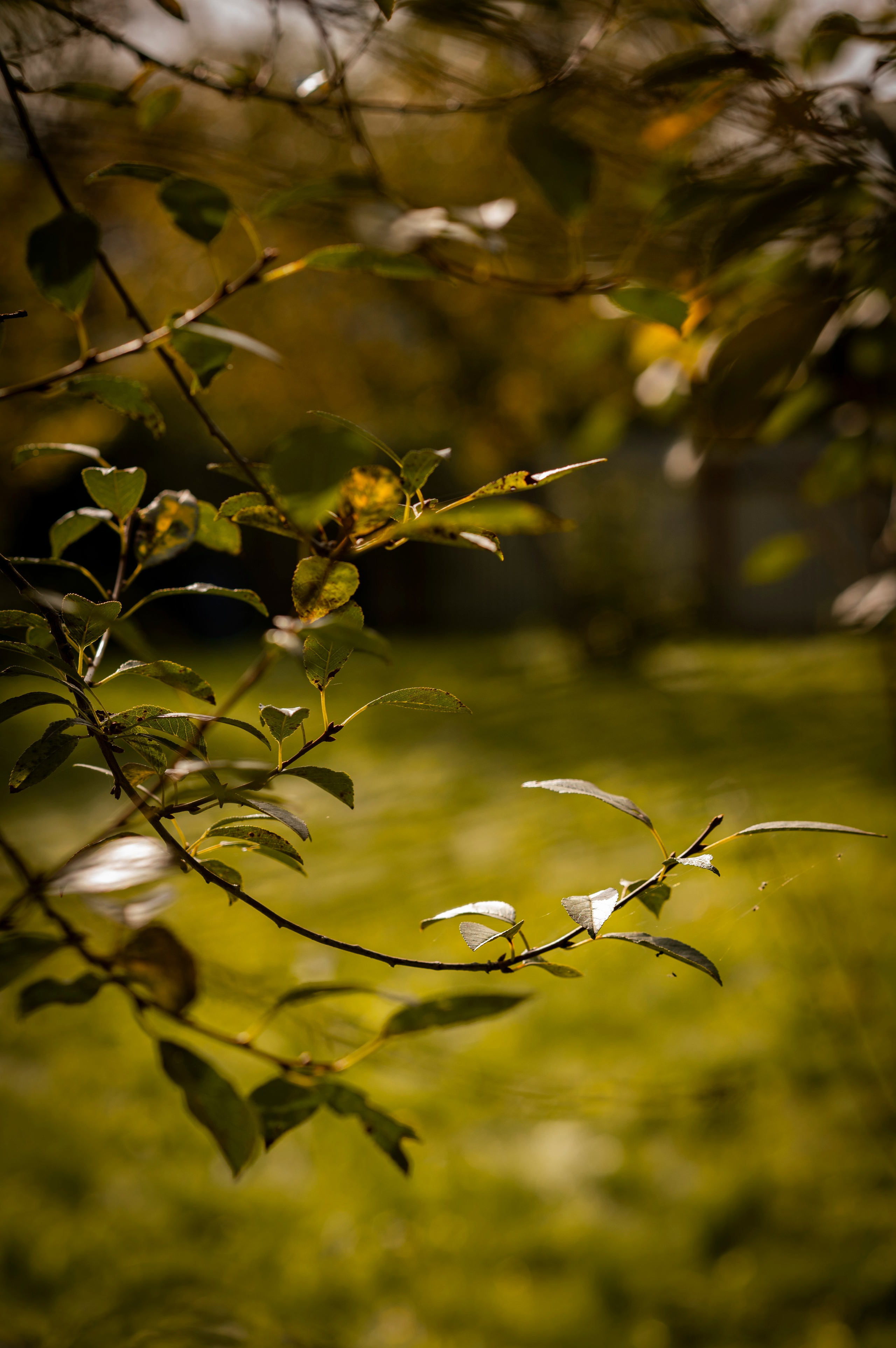 Осень во всей красе. Анна Боровикова, фотограф Пушкино