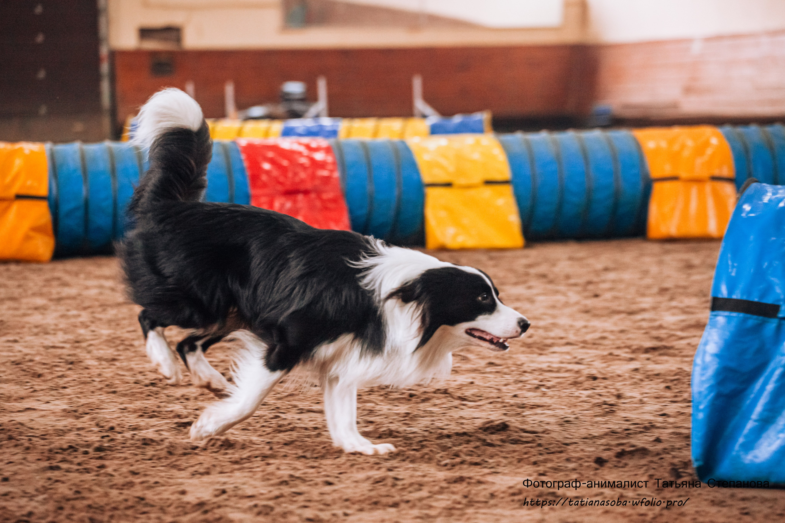 Соревнования по Аджилити 25.02.2024. Фотограф-анималист Татьяна Степанова