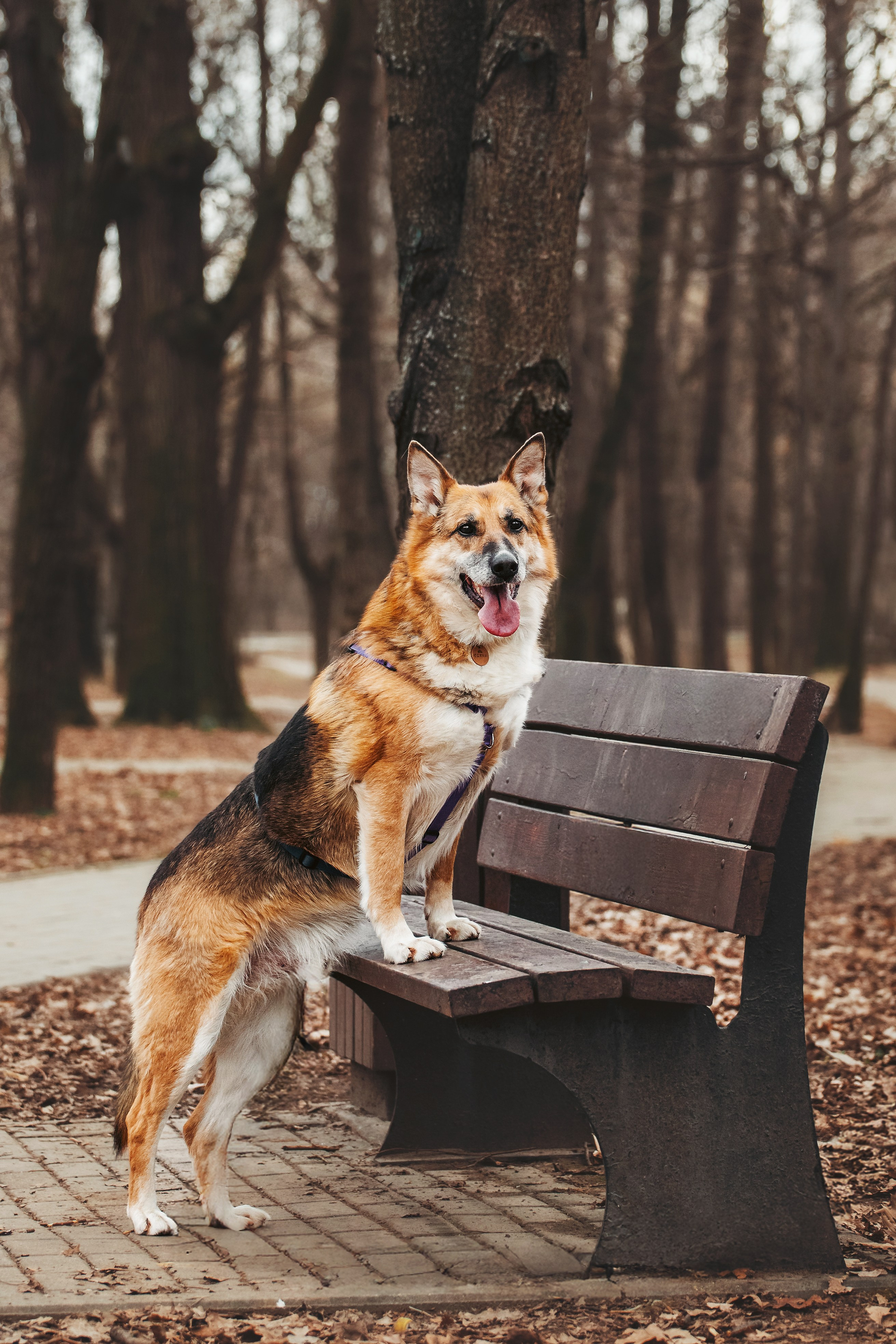 Собаки из приюта Дубовая роща весна 2025. Фотограф-анималист Татьяна Степанова