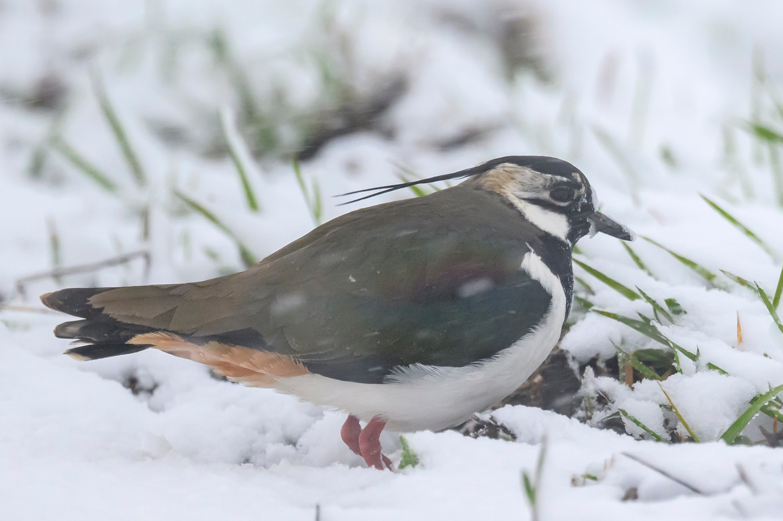 Метель. Фотограф Сергей Пупонин