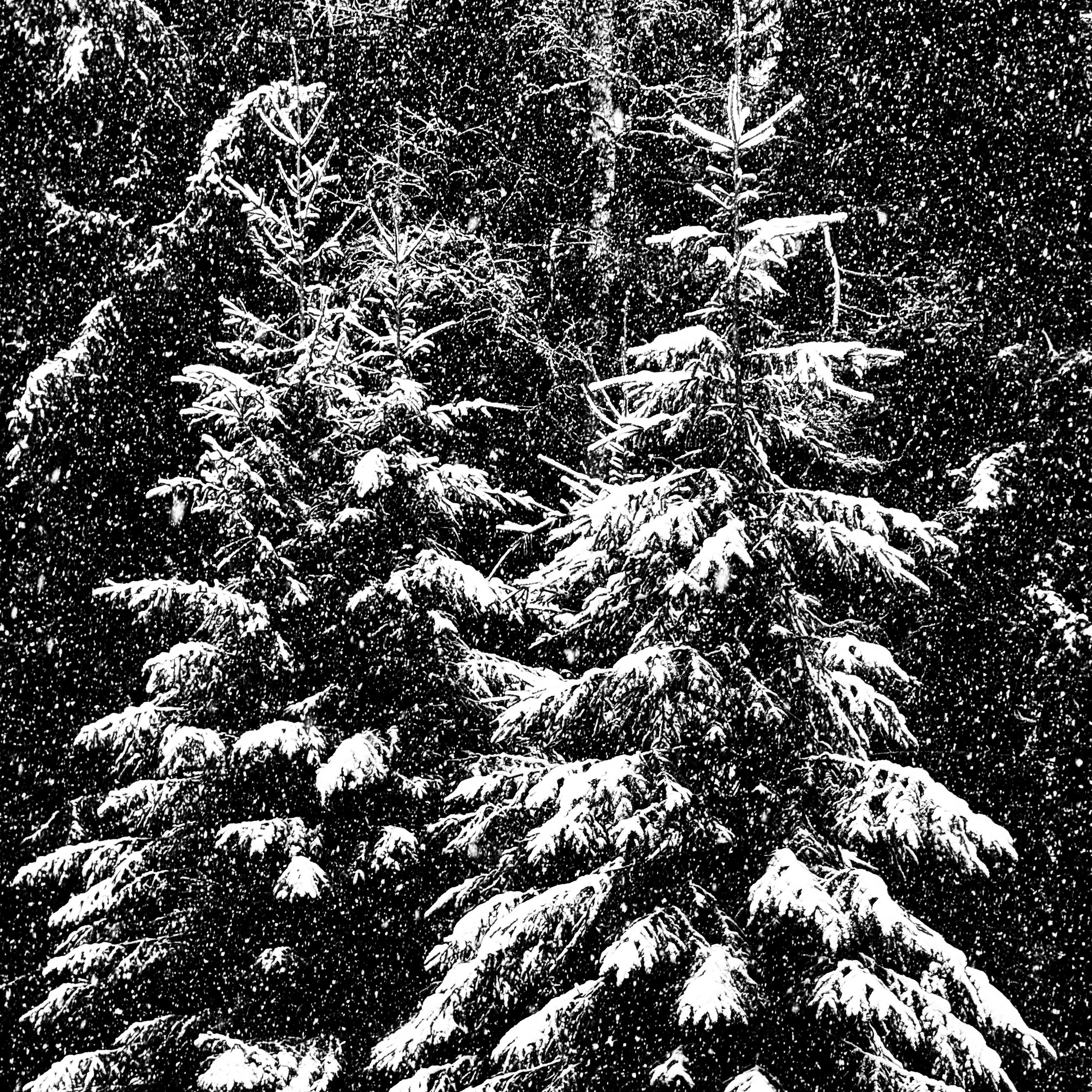 Работы с телефона. Свадебный фотограф в Москве Сафонова Анна