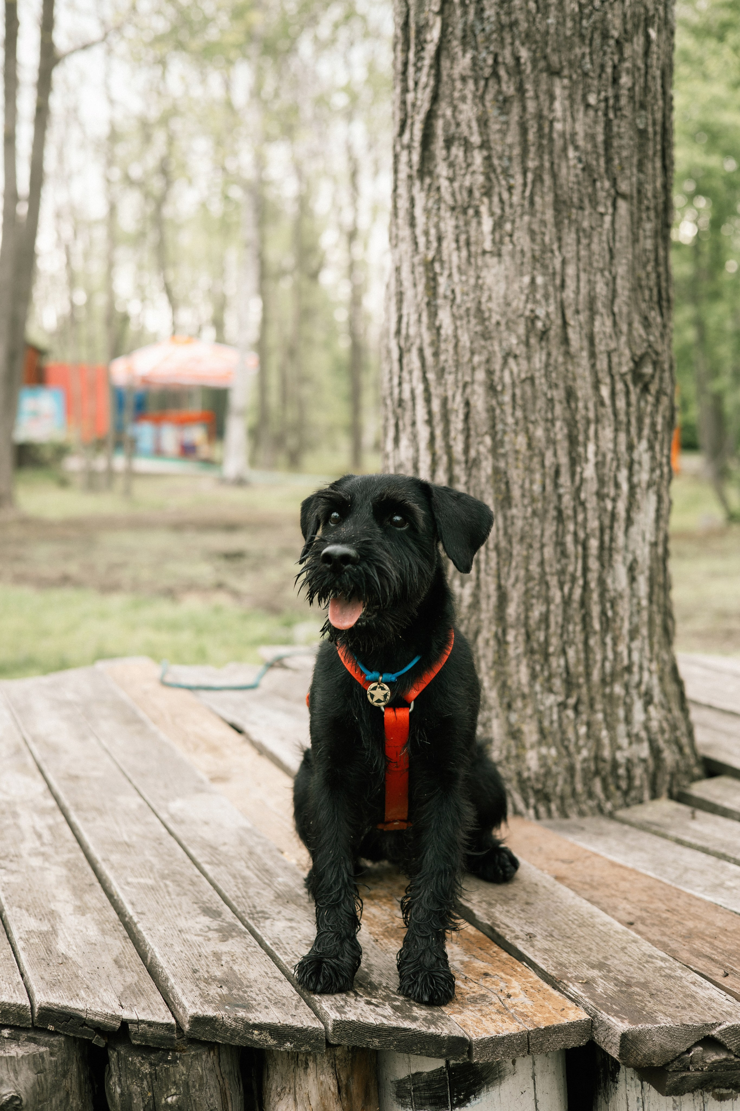 Екатерина и Вольт. Фотограф — анималист Владивосток, Алина
