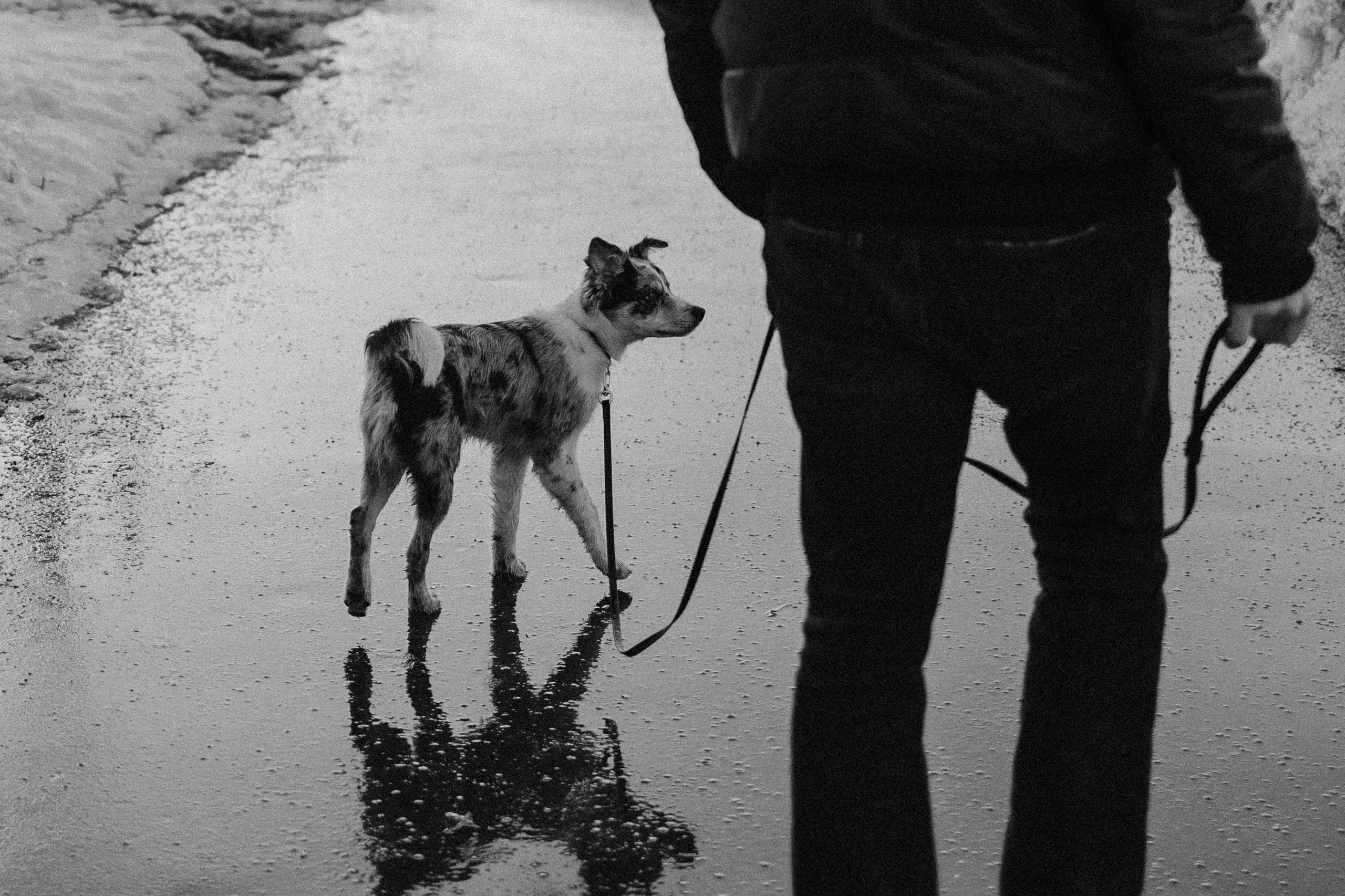 Балу и Илья. Фотограф анималист Анастасия Пикей