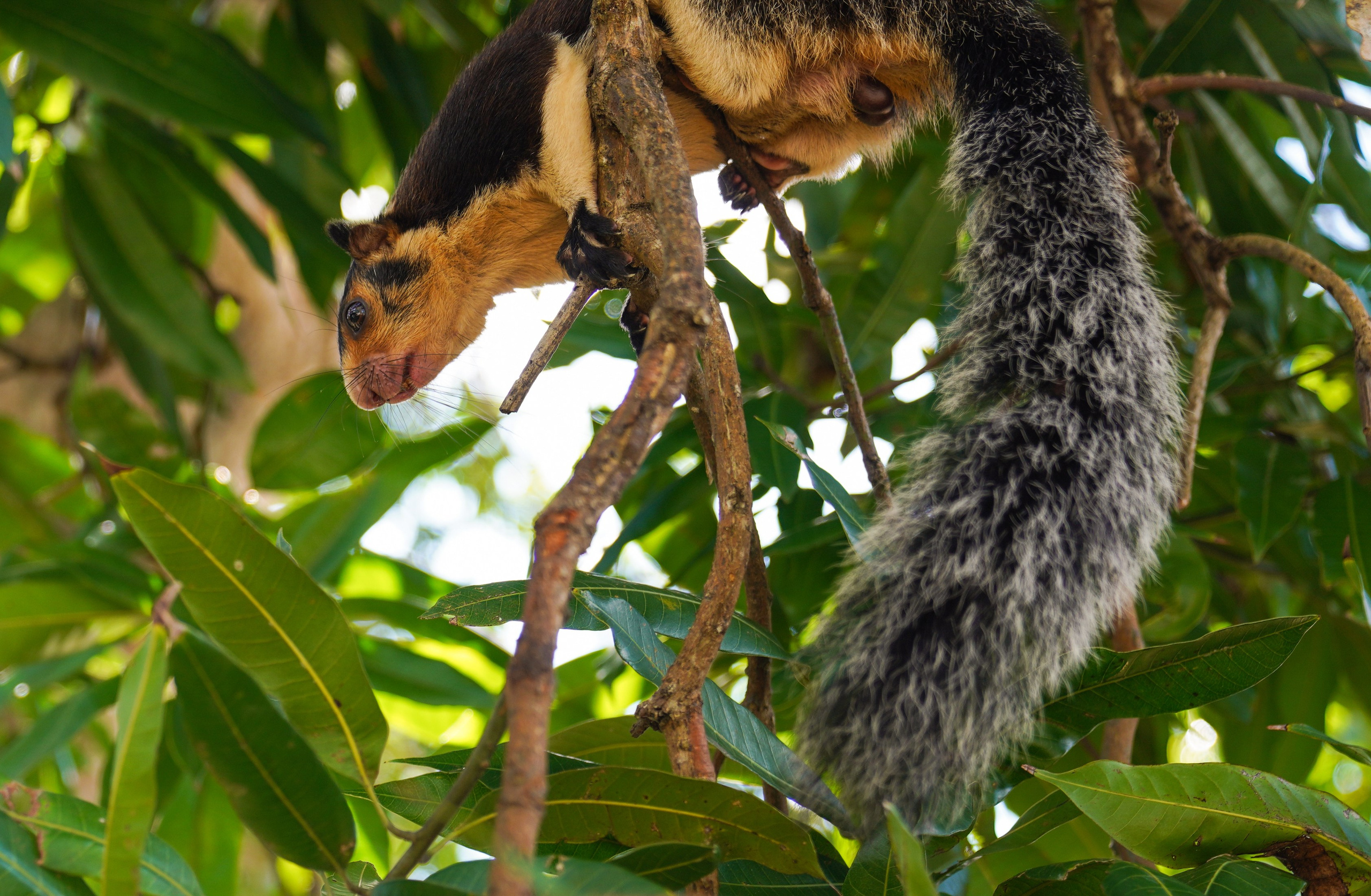 Остров Шри-Ланка. Фотограф Сергей Кишкель Дананг Нячанг Фукуок