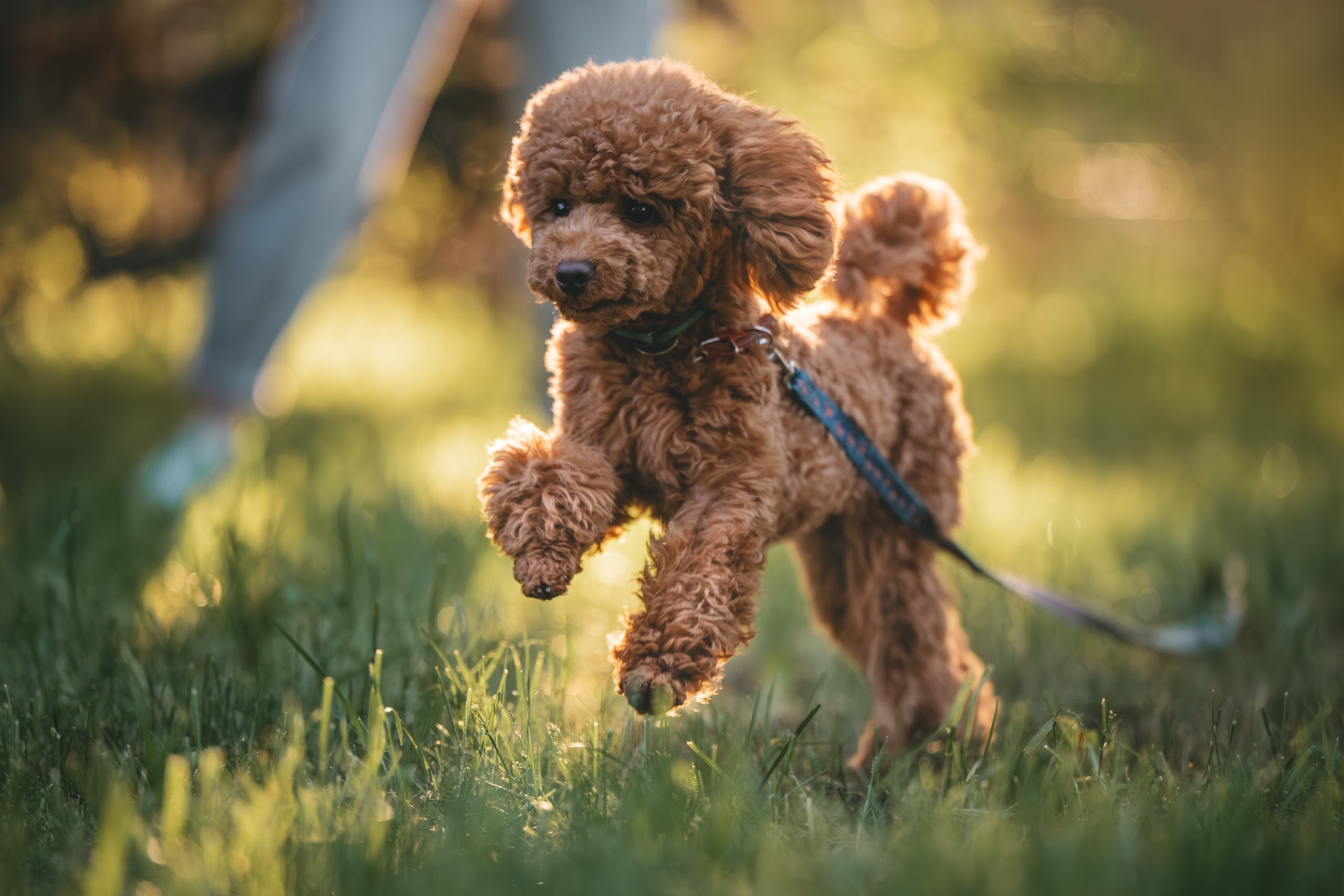 Юля с пуделем. Фотограф Анималист в Москве Анастасия Жучкова