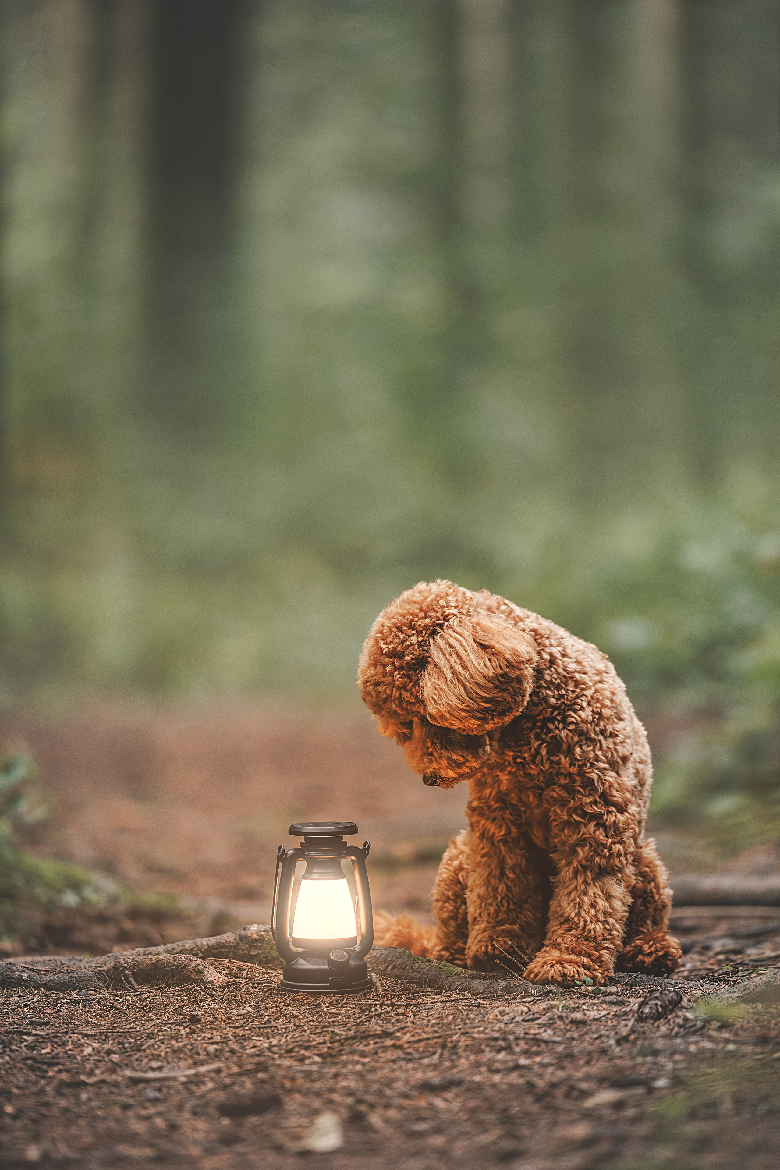 Лесная прошулка. Фотограф Анималист в Москве Анастасия Жучкова