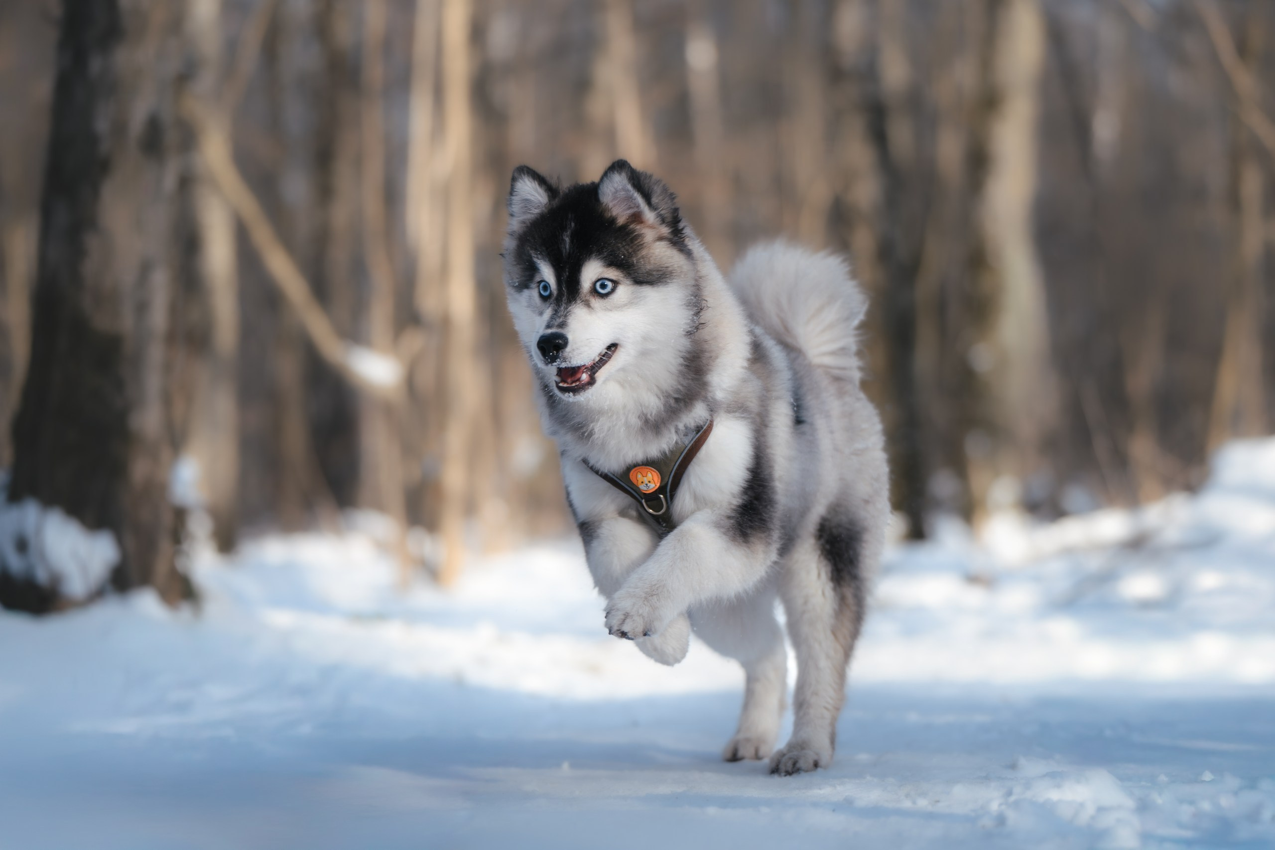 Виктория и 4 помски. Фотограф Анималист в Москве Анастасия Жучкова