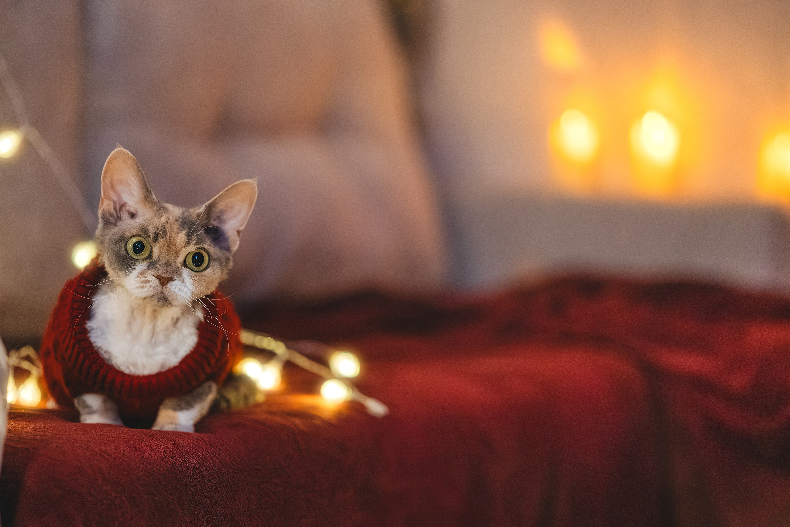 Домашняя новогодняя. Фотограф Анималист в Москве Анастасия Жучкова